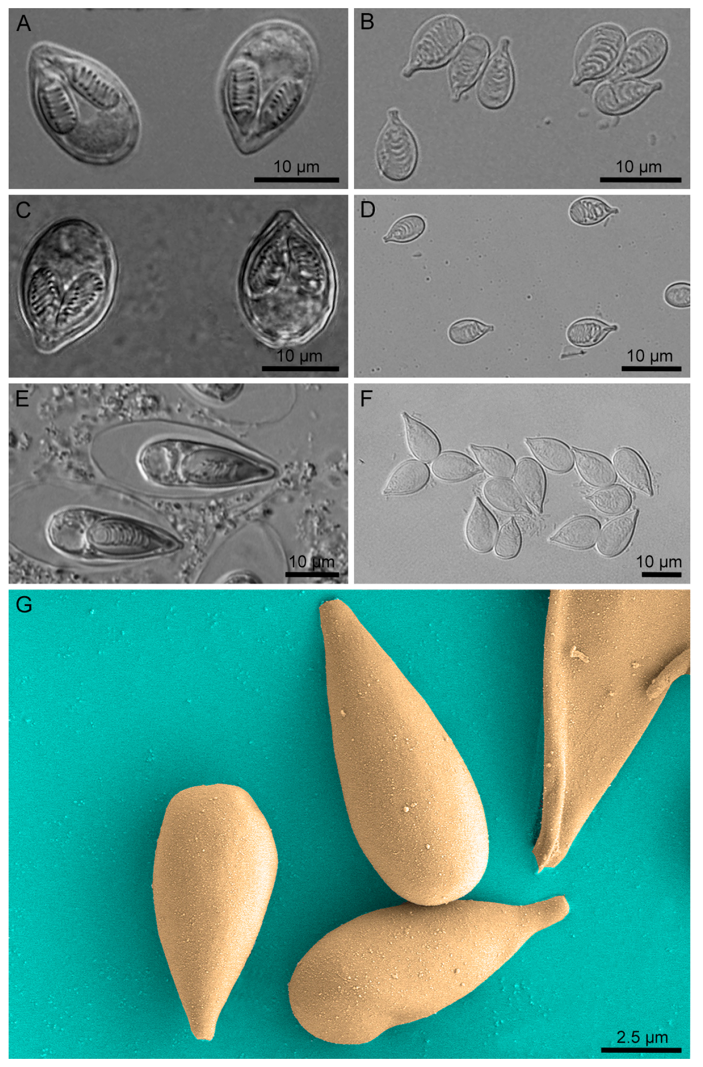 Biology 11 00091 g001 550