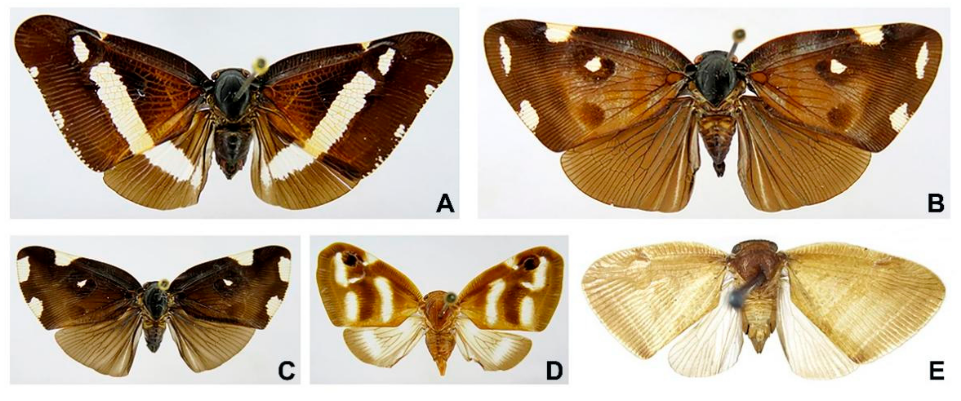 Biology 11 00092 g001 Biology 11 00092 g001