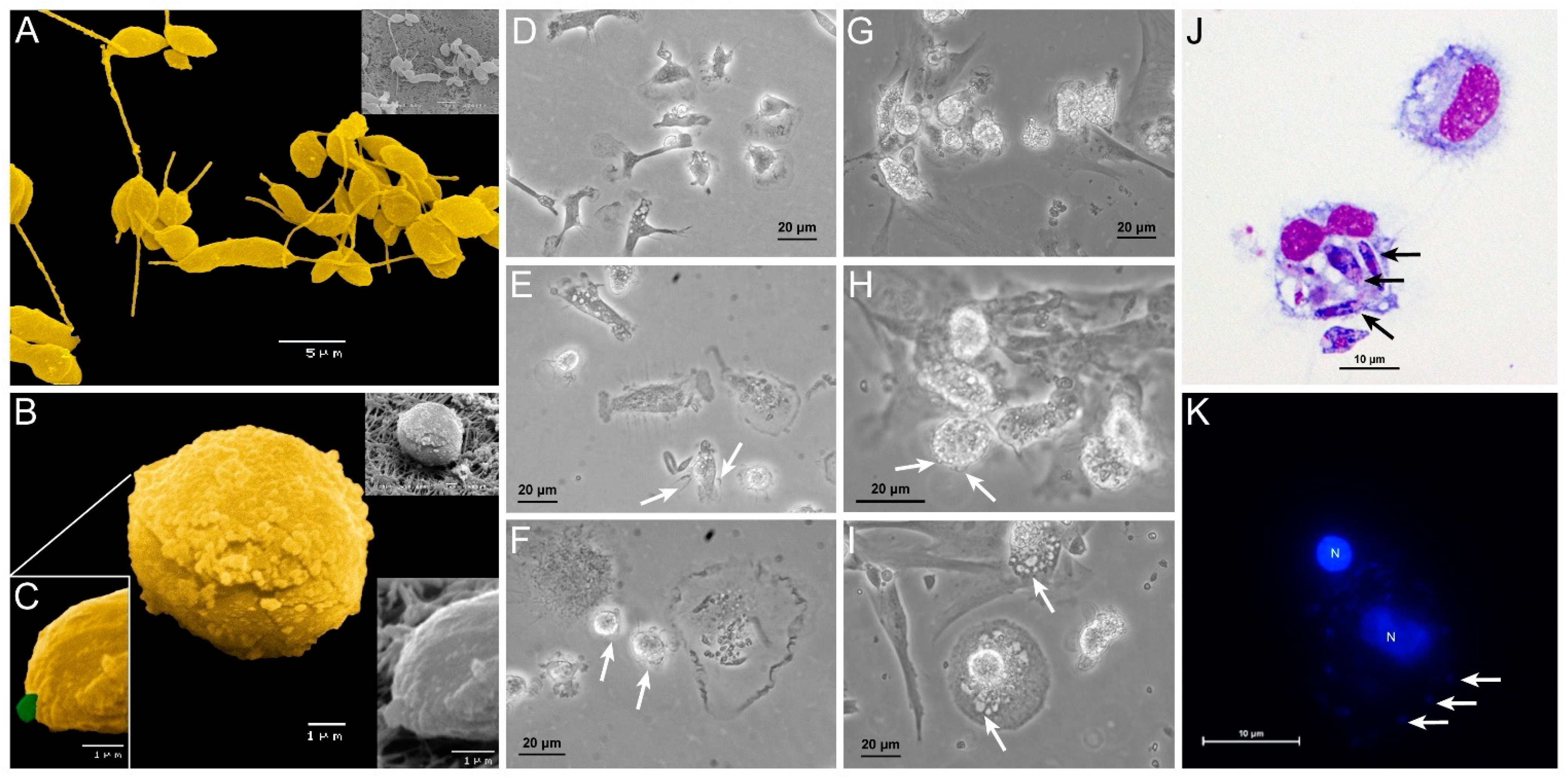 Biology 11 00100 g001 550