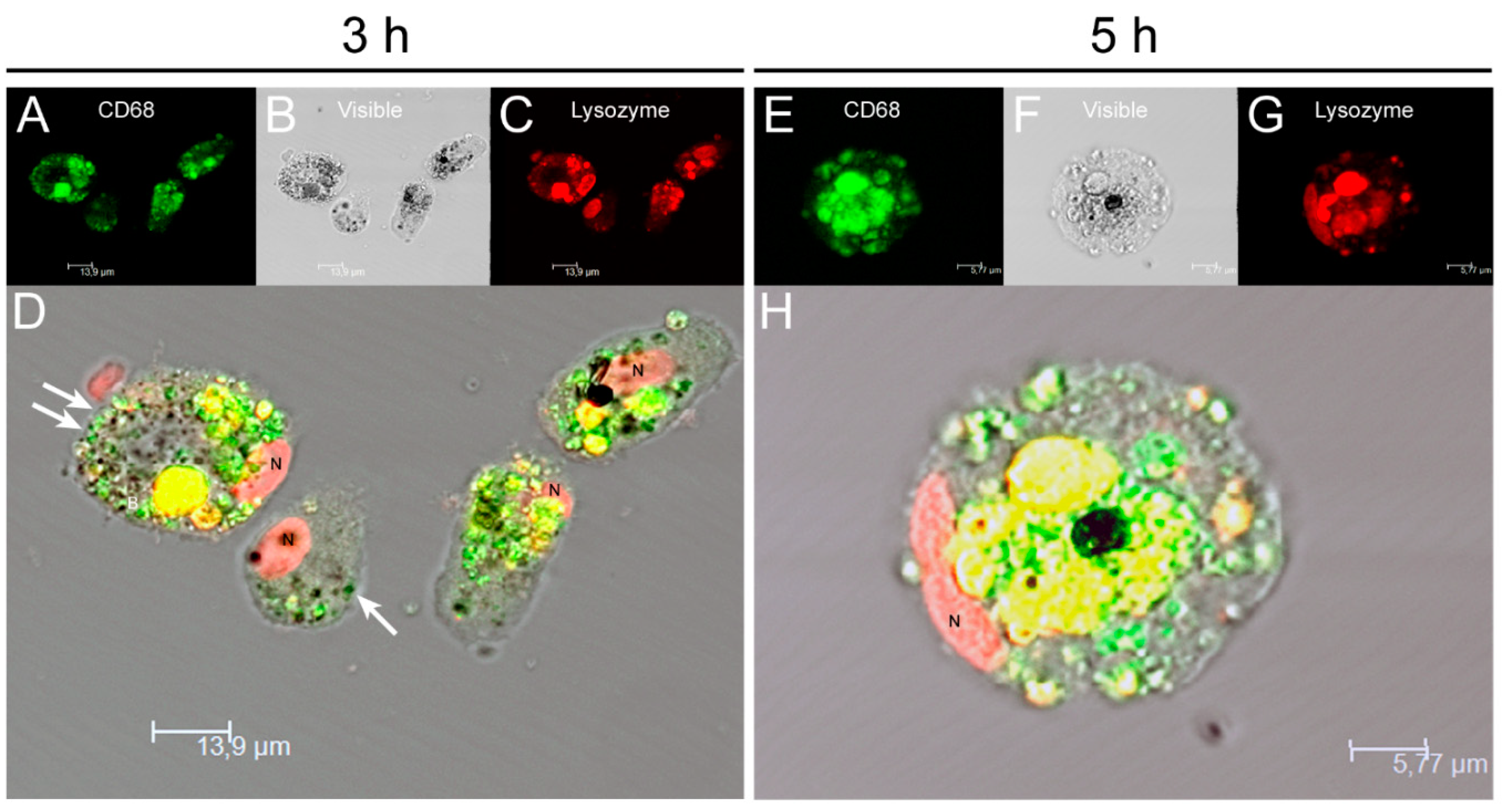 Biology 11 00100 g002 550
