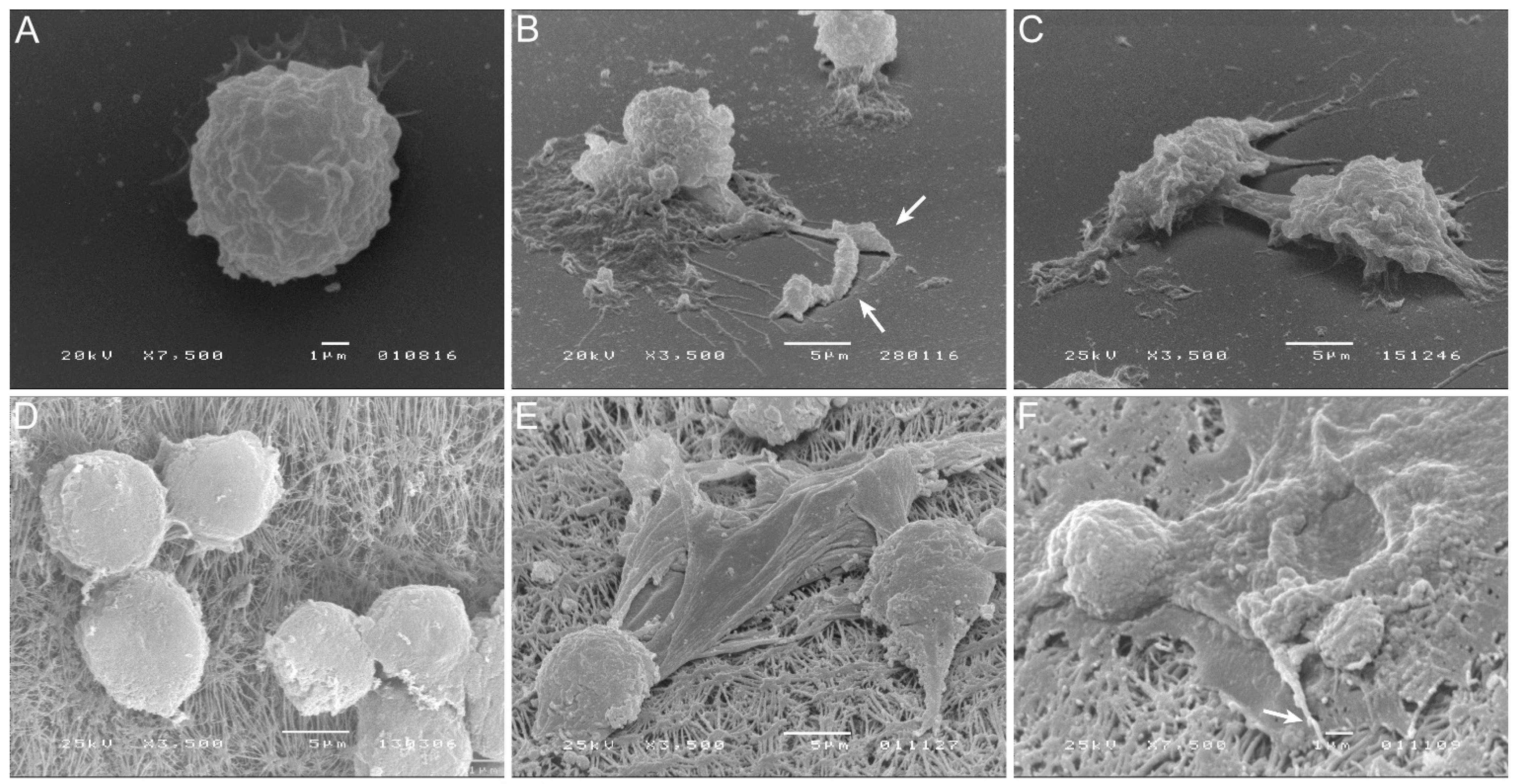 Biology 11 00100 g005 550