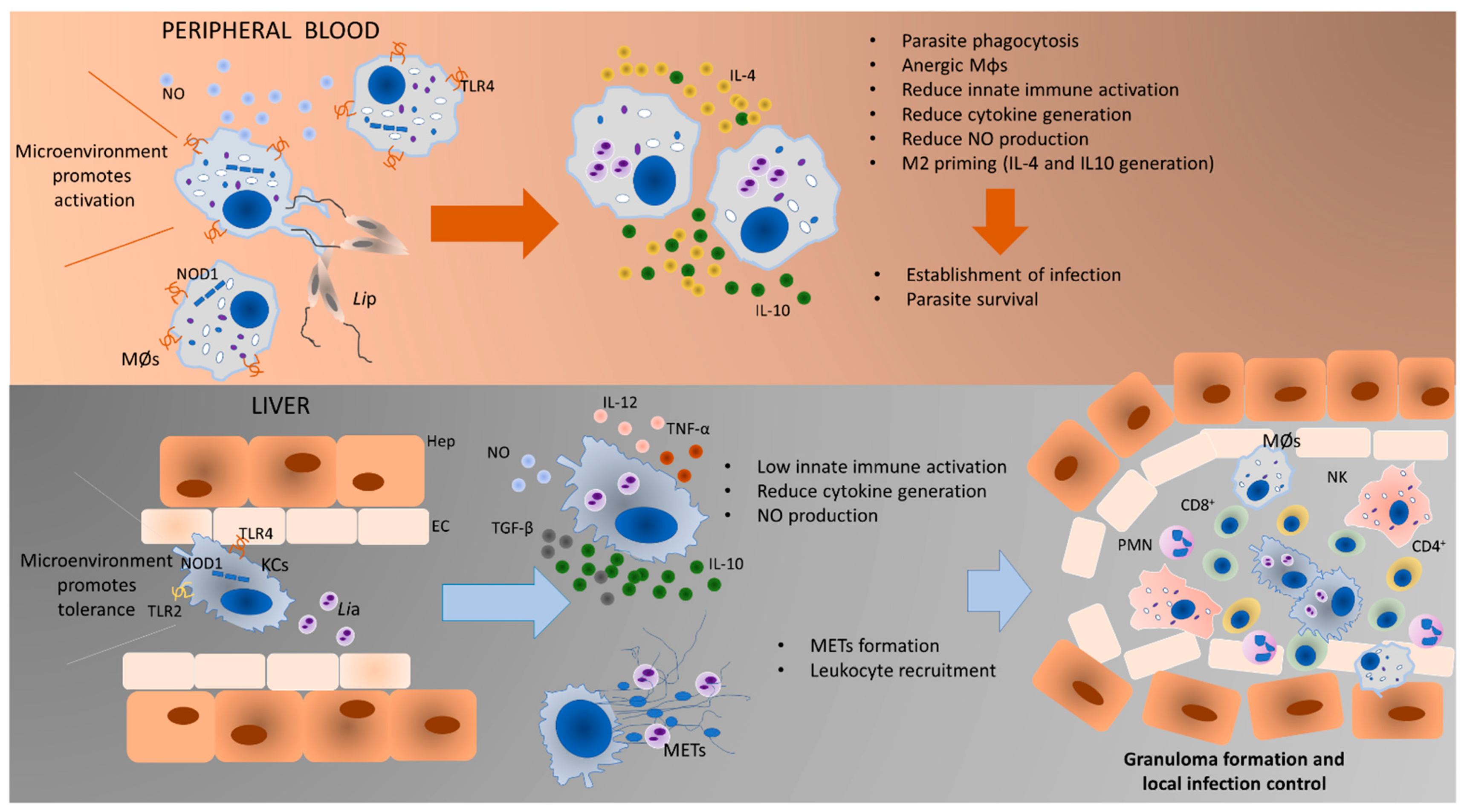 Biology 11 00100 g008 550