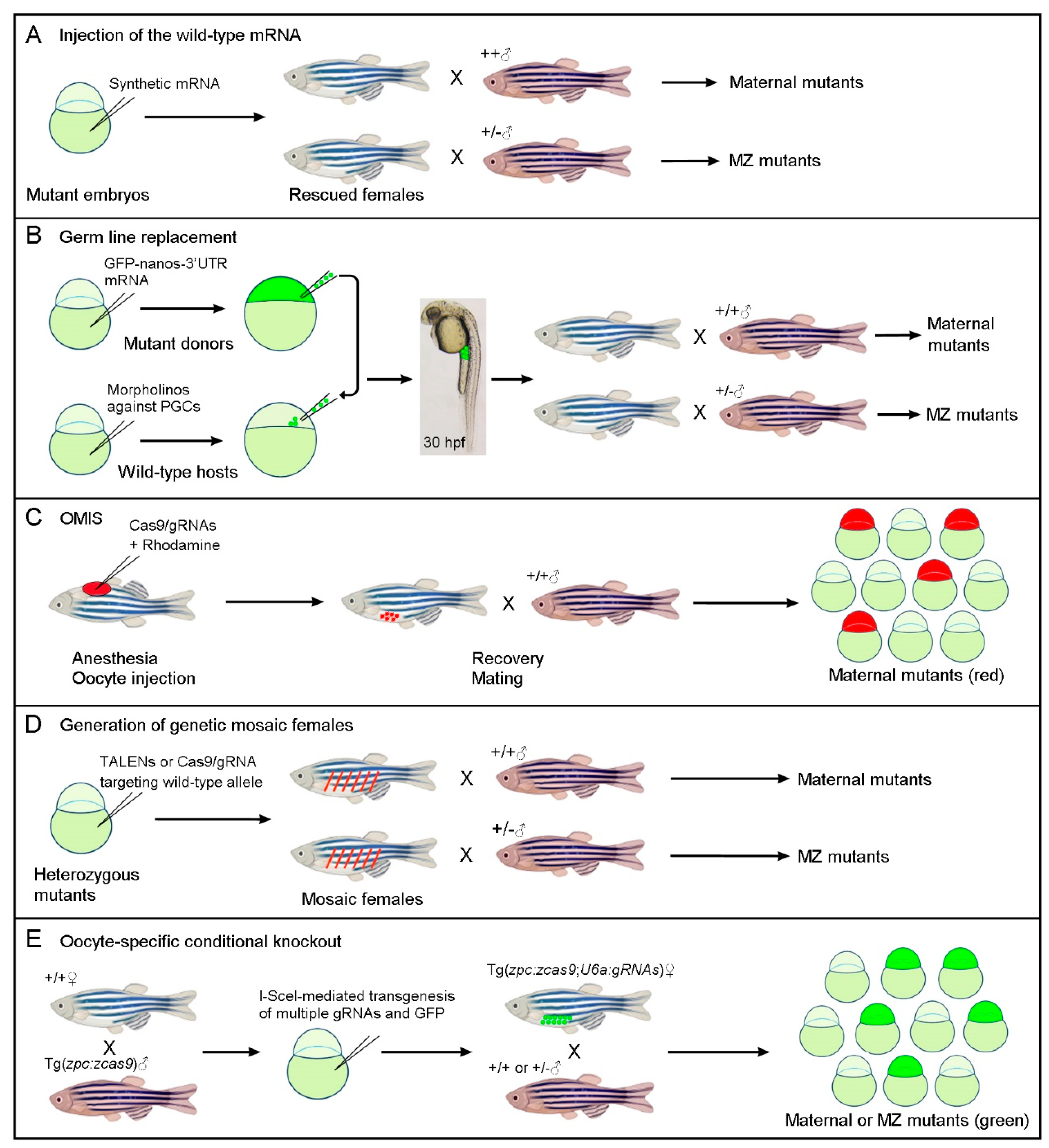 Biology Free Full-Text Circumventing Zygotic Lethality to Generate Maternal Mutants in Zebrafish
