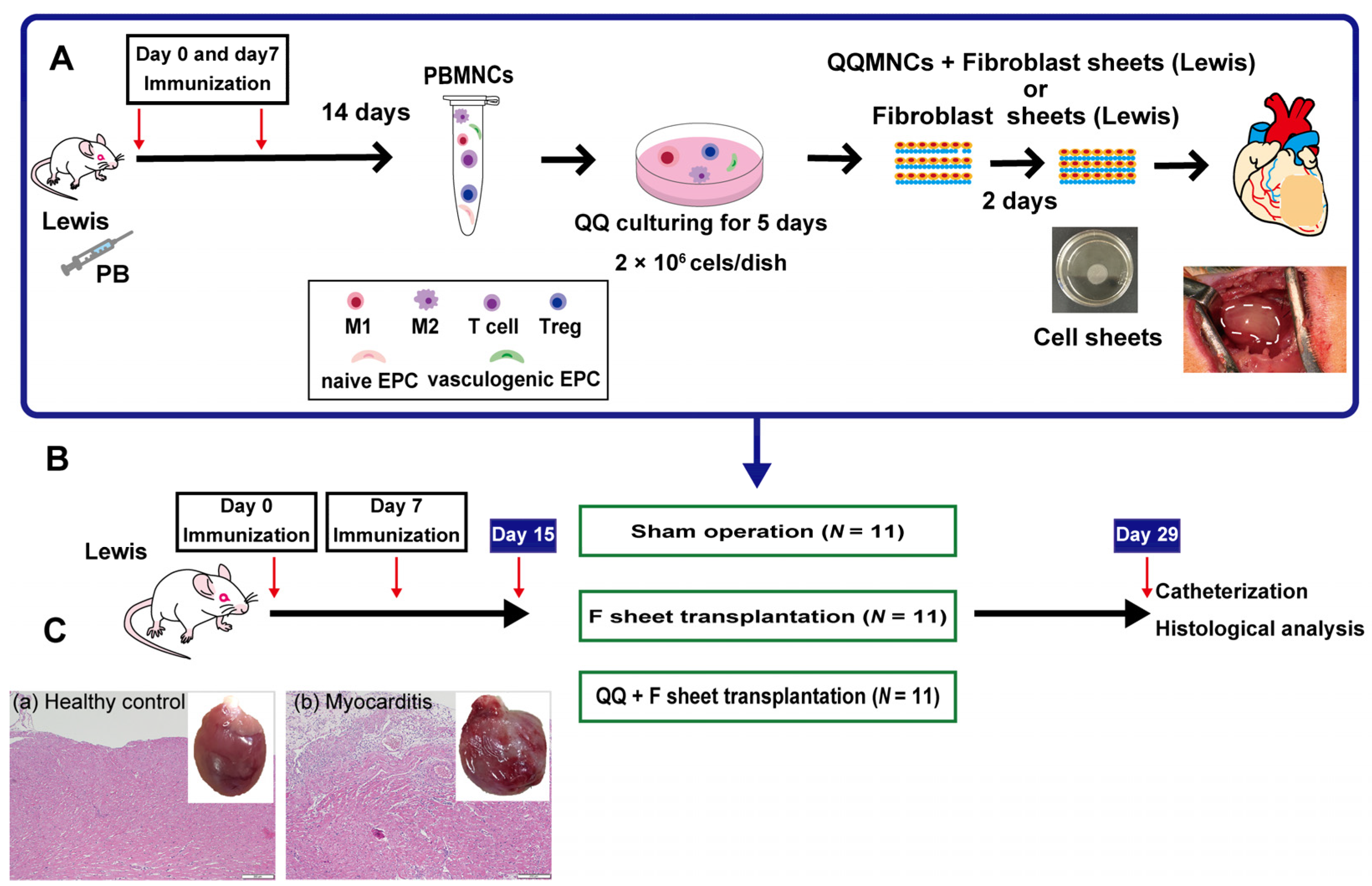 Biology 11 00106 g001 Biology 11 00106 g001