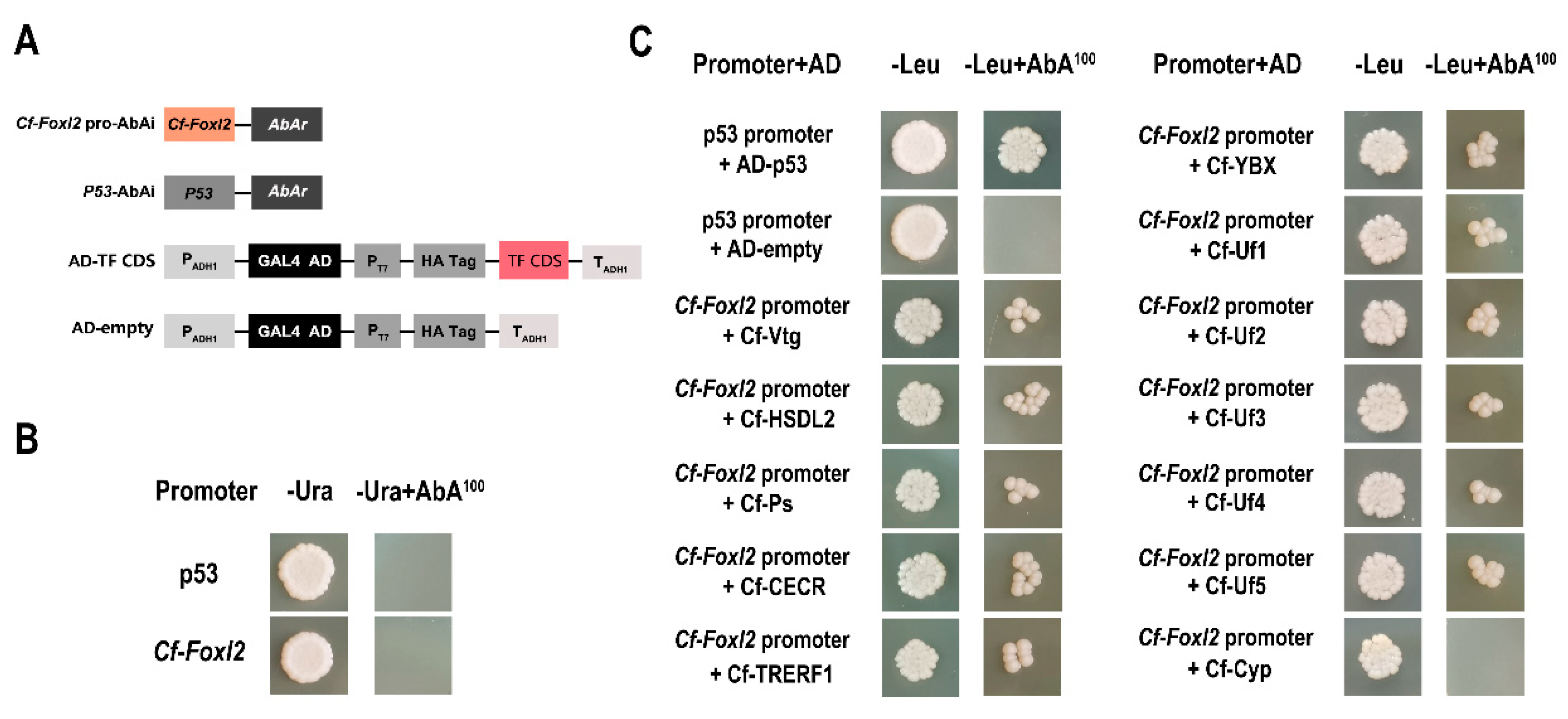 Biology 11 00113 g002 Biology 11 00113 g002