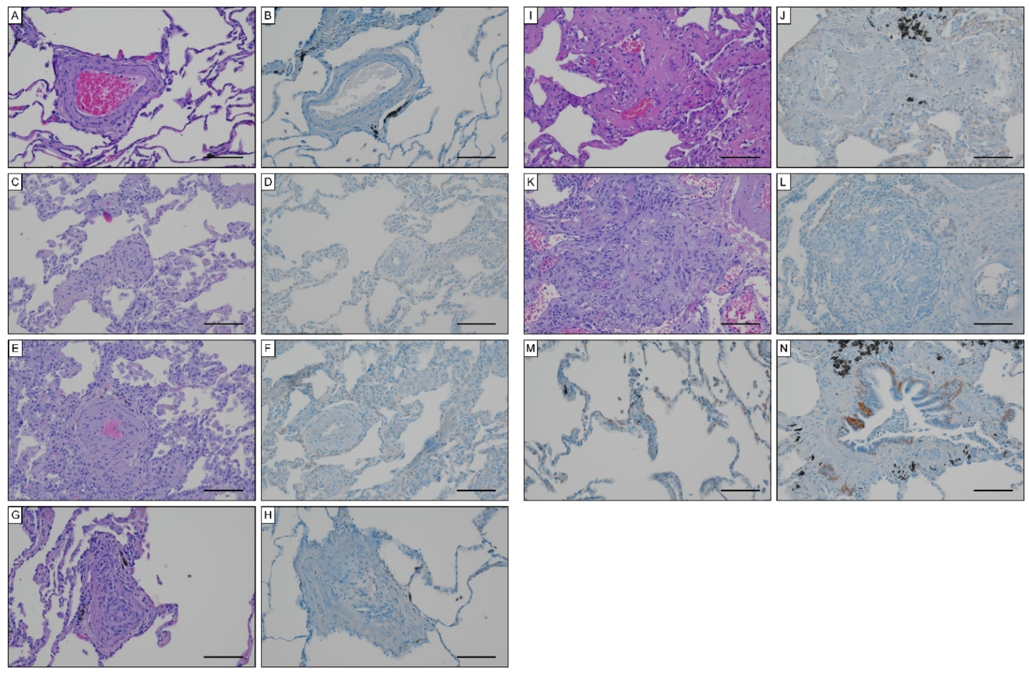 Biology 11 00118 g007 Biology 11 00118 g007