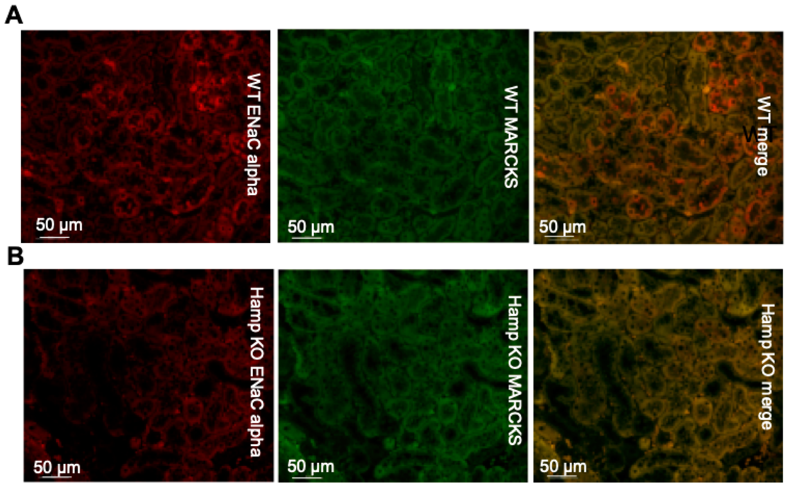 Biology 11 00123 g003 Biology 11 00123 g003