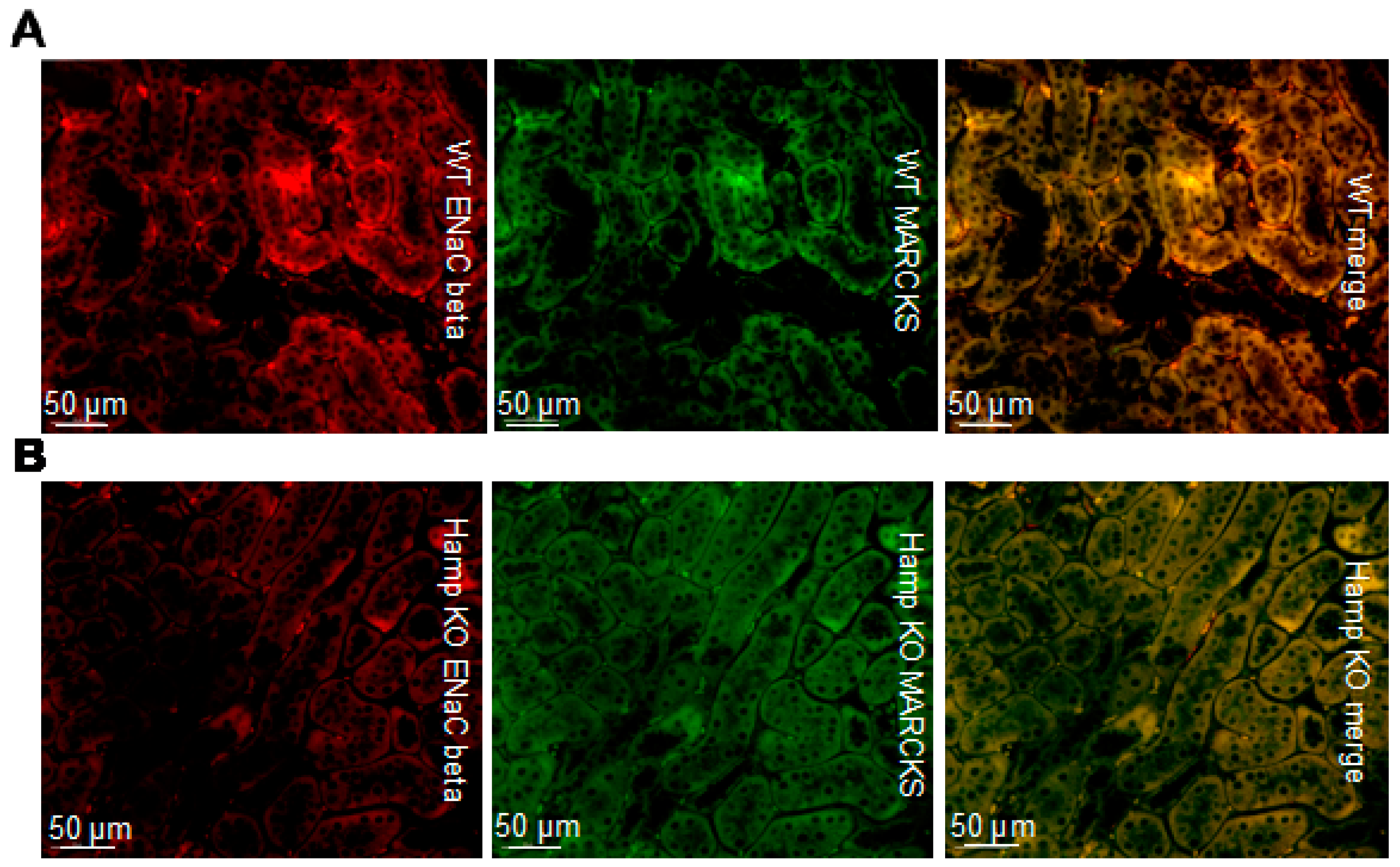 Biology 11 00123 g004 Biology 11 00123 g004