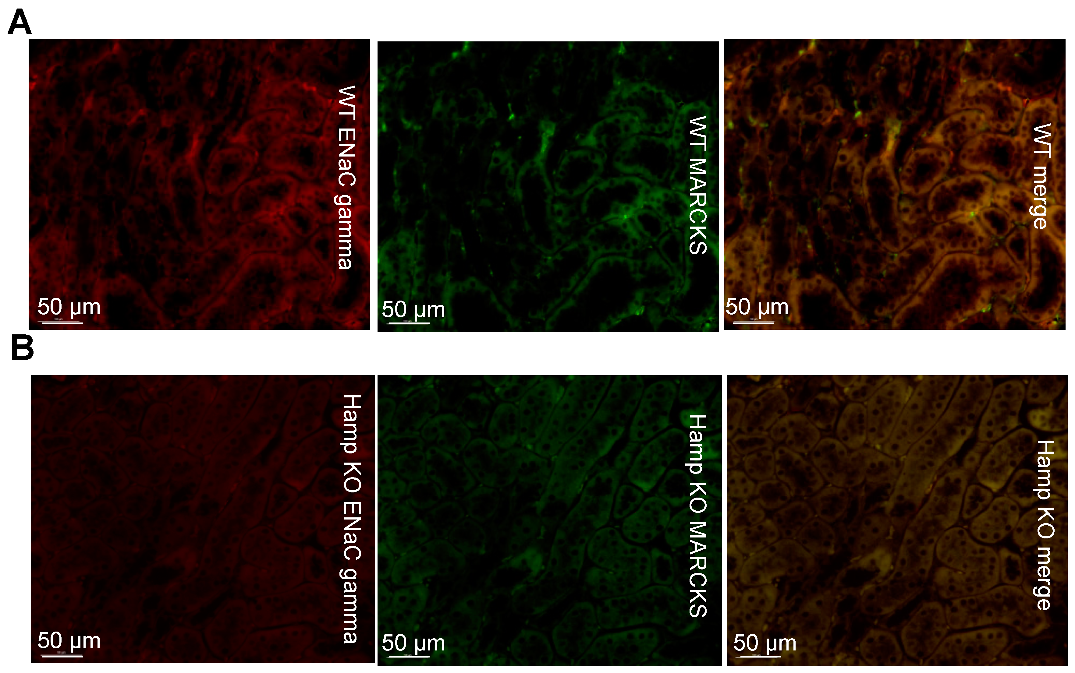 Biology 11 00123 g005 Biology 11 00123 g005