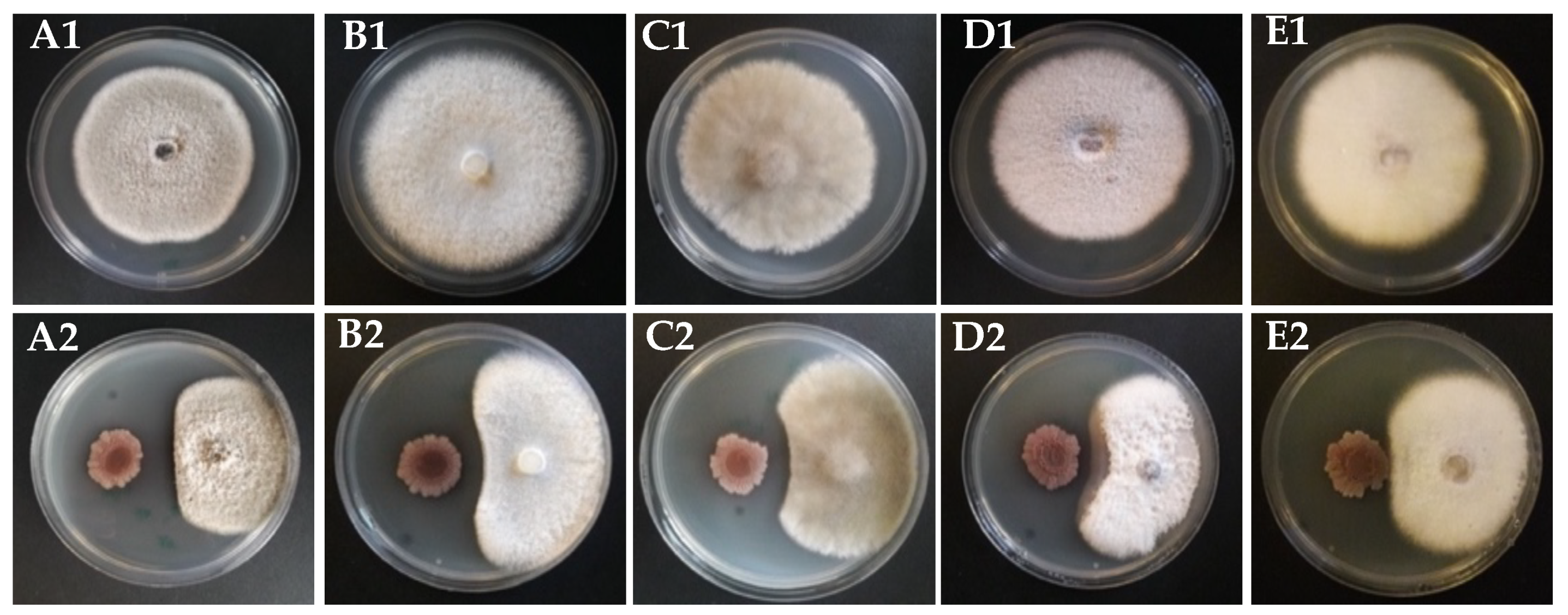 Biology 11 00137 g002