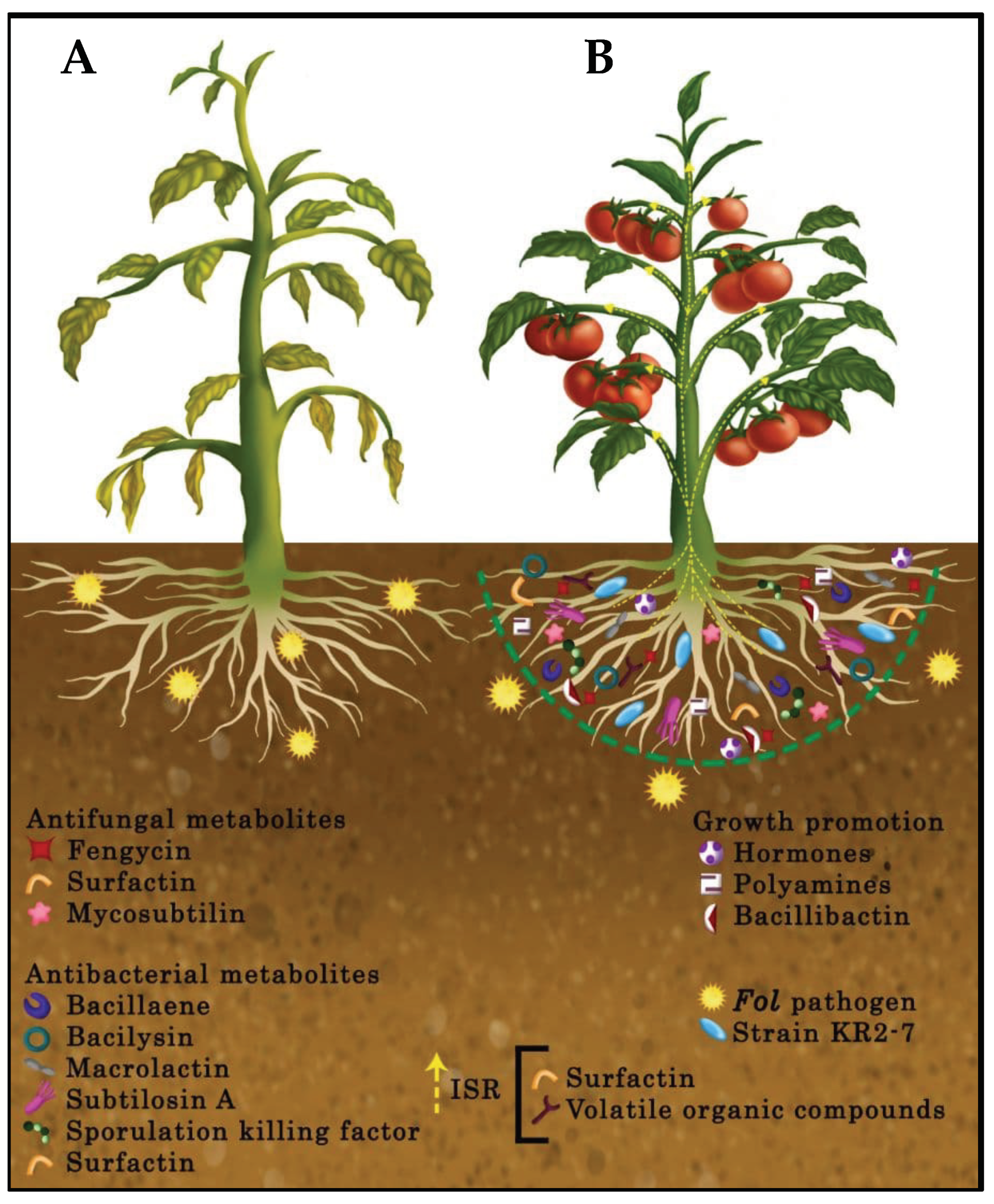 Biology 11 00137 g011