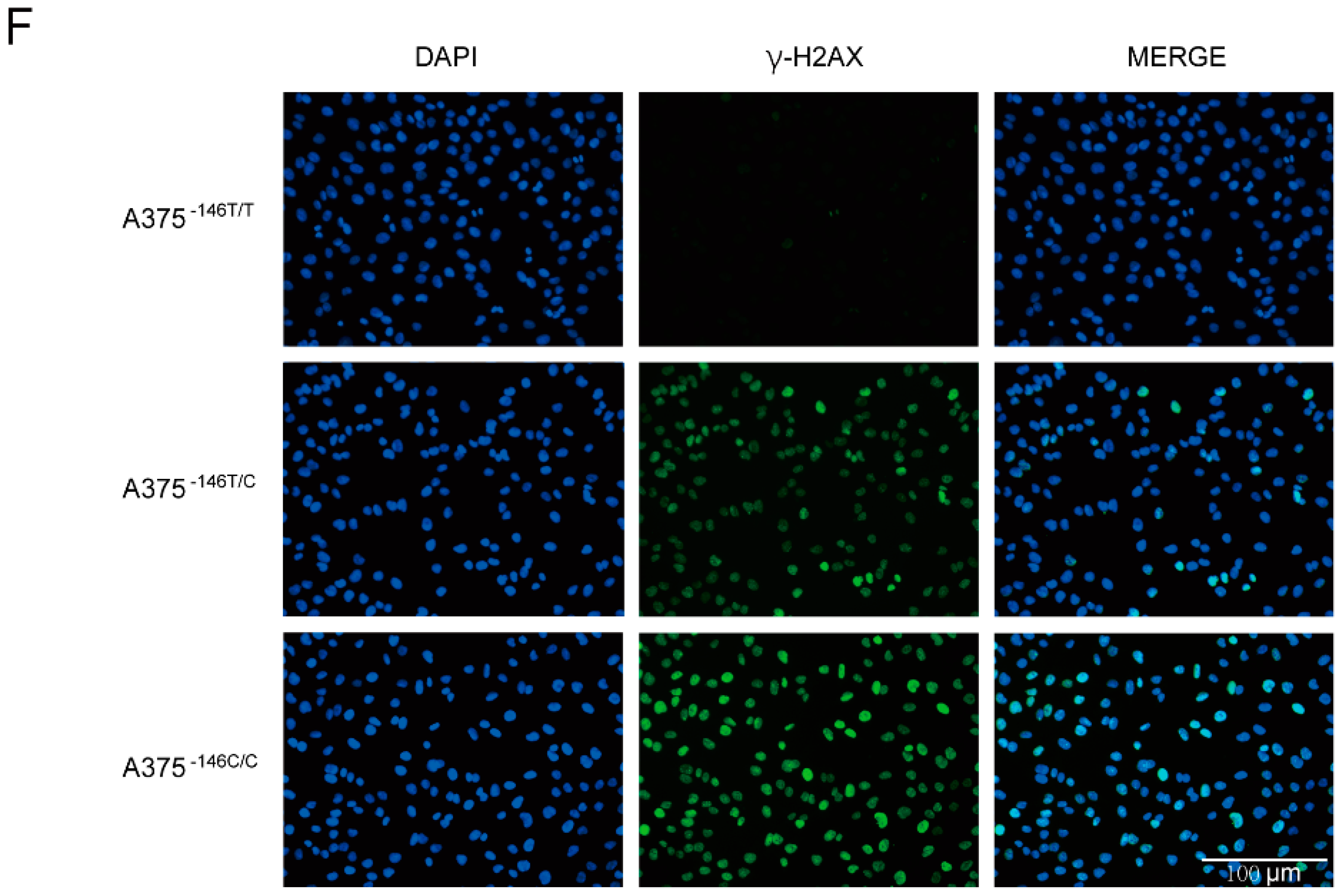 Biology 11 00141 g002b Biology 11 00141 g002b