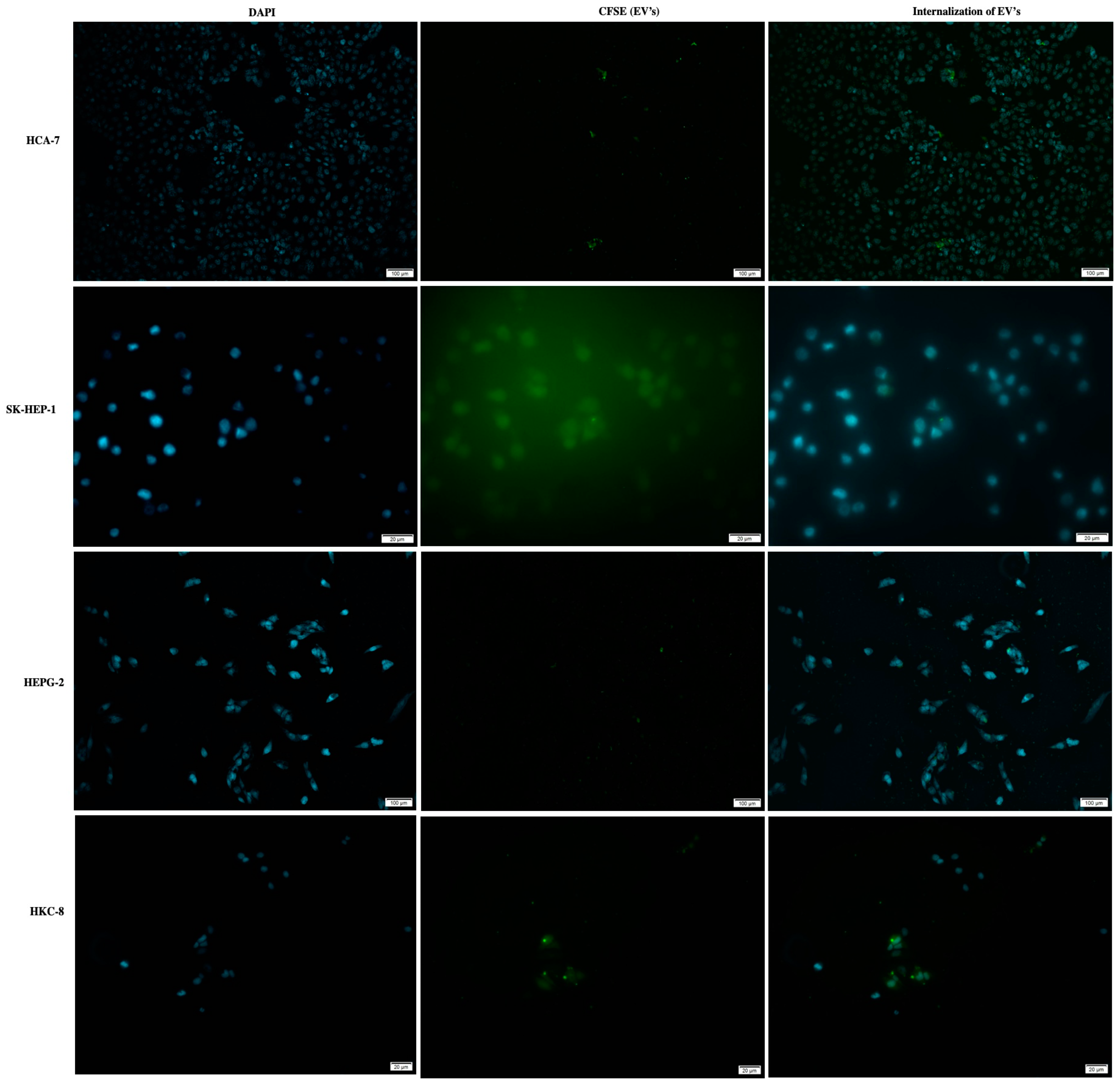 Biology 11 00145 g003 550