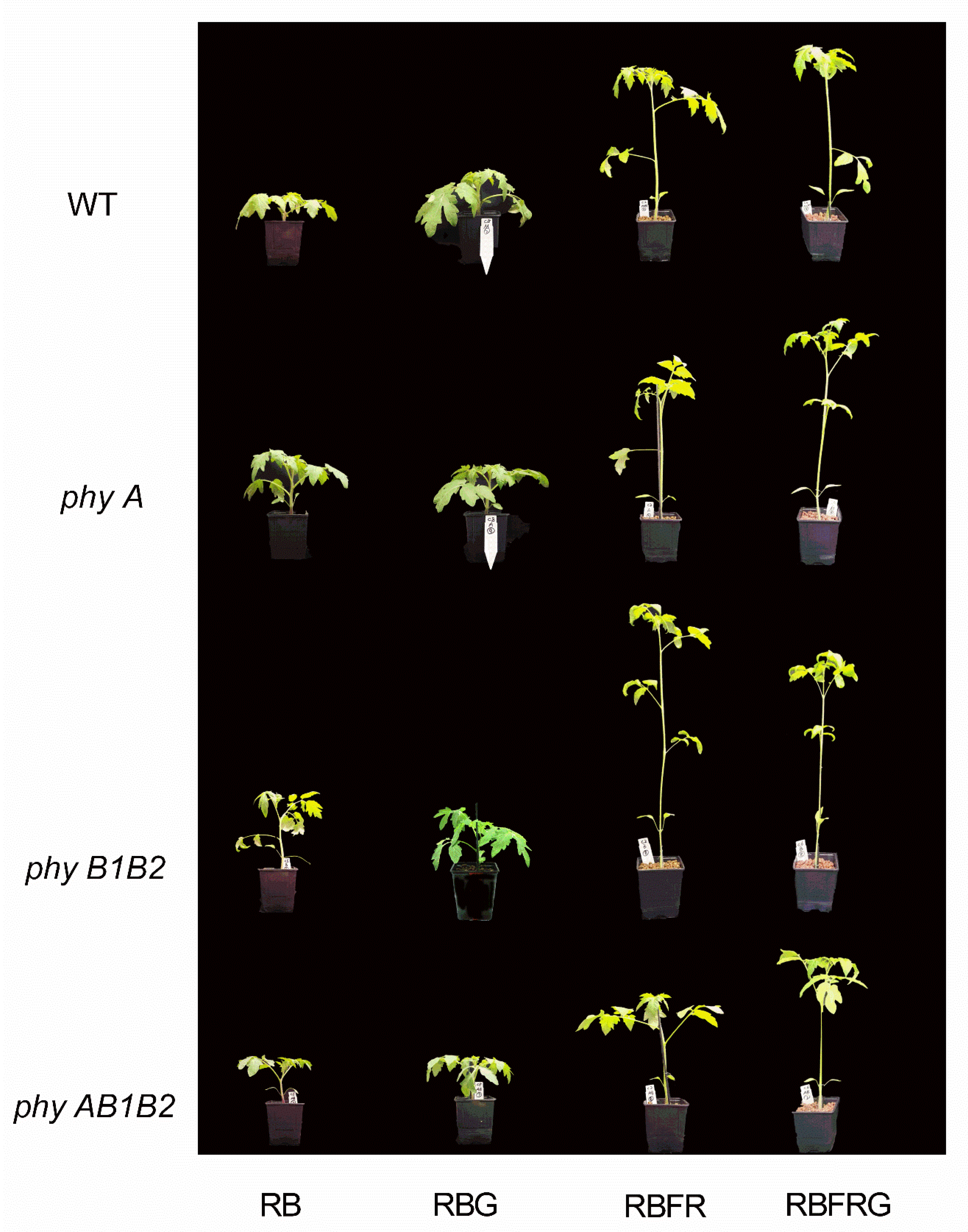 Biology 11 00151 g001 550