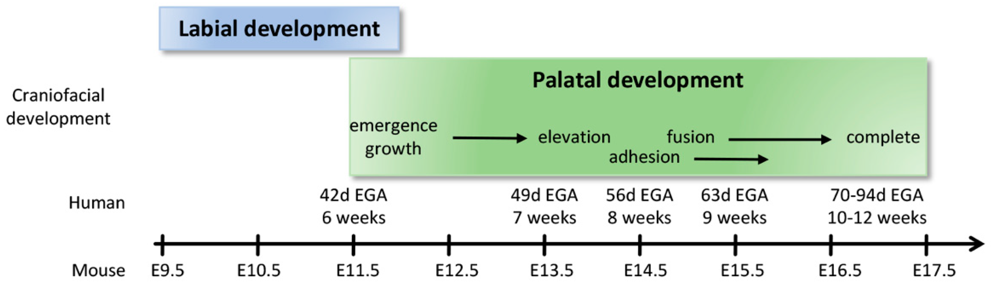 Biology 11 00153 g004 Biology 11 00153 g004