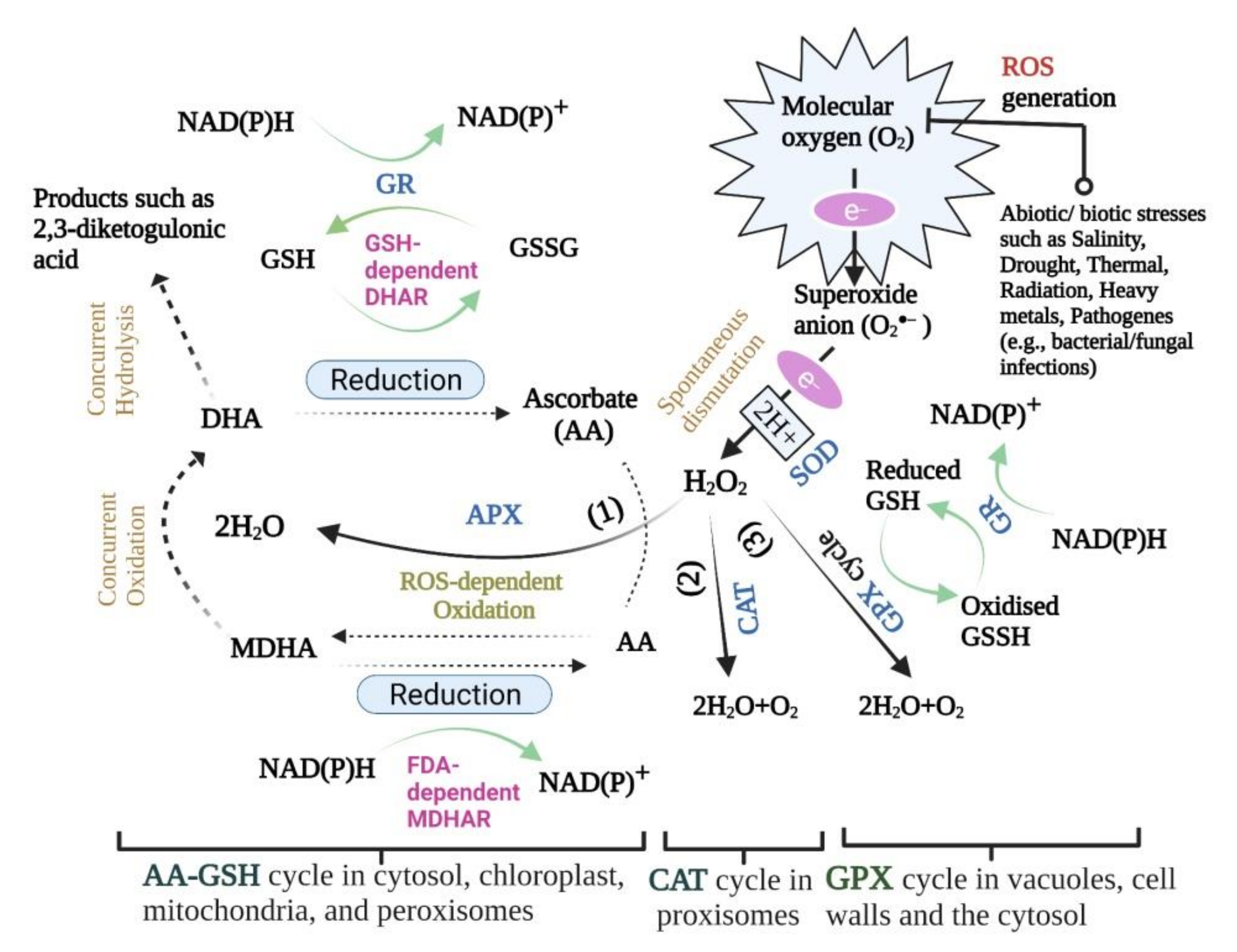 Biology | Free Full-Text | Reactive Oxygen Species, Antioxidant ...