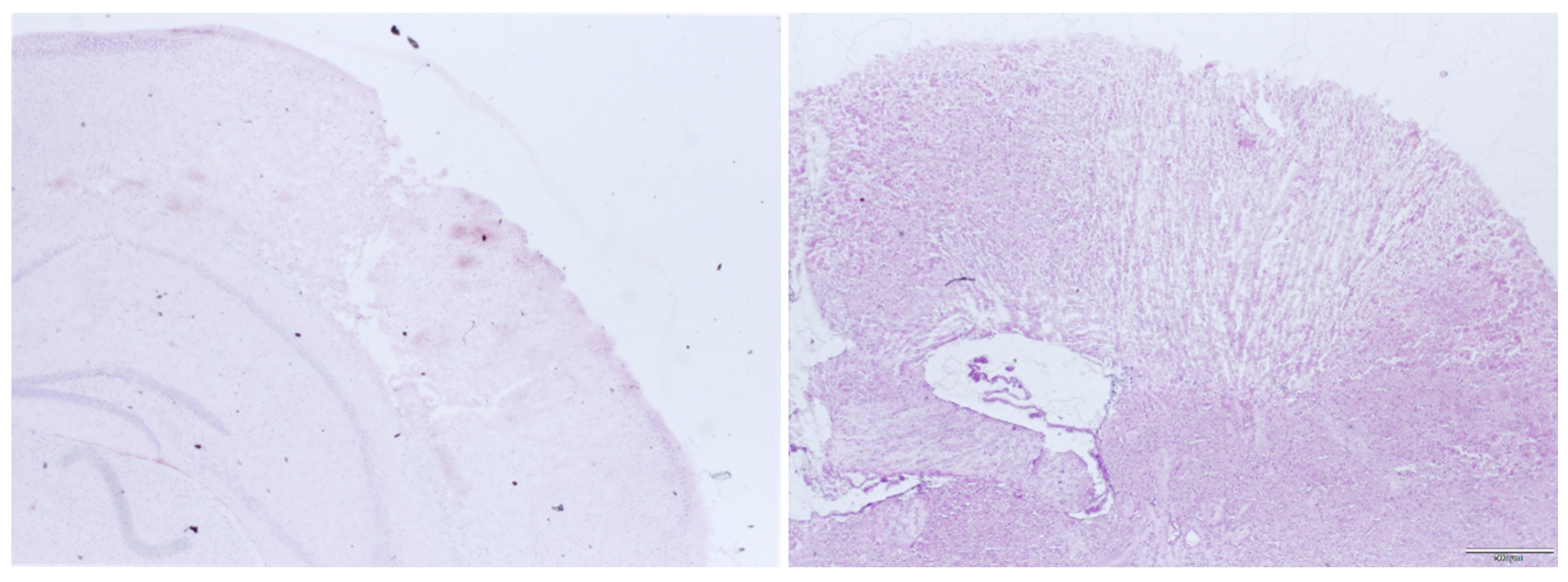Biology 11 00158 g004