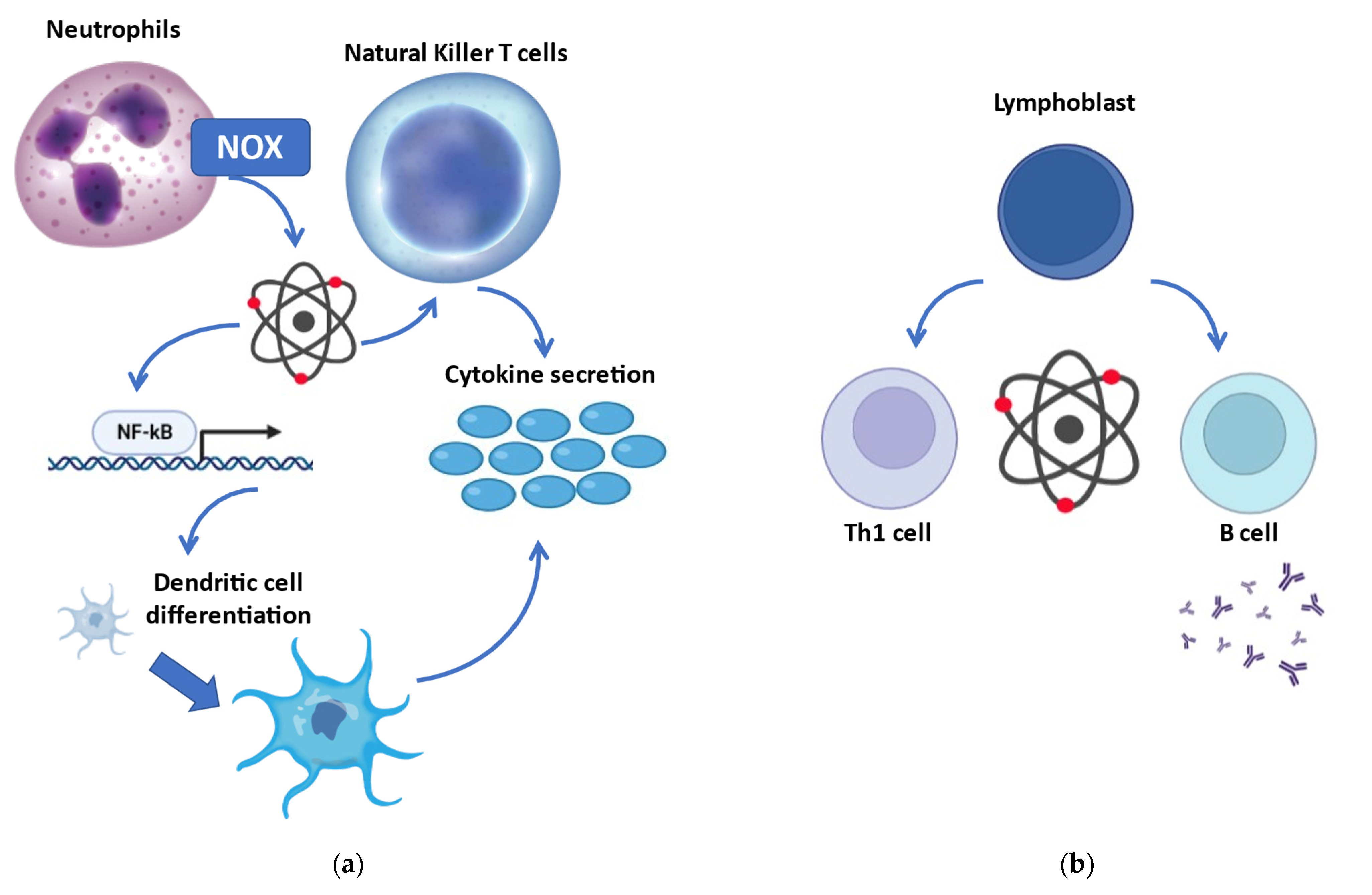 Biology | Free Full-Text | Redox Homeostasis and Immune Alterations in ...