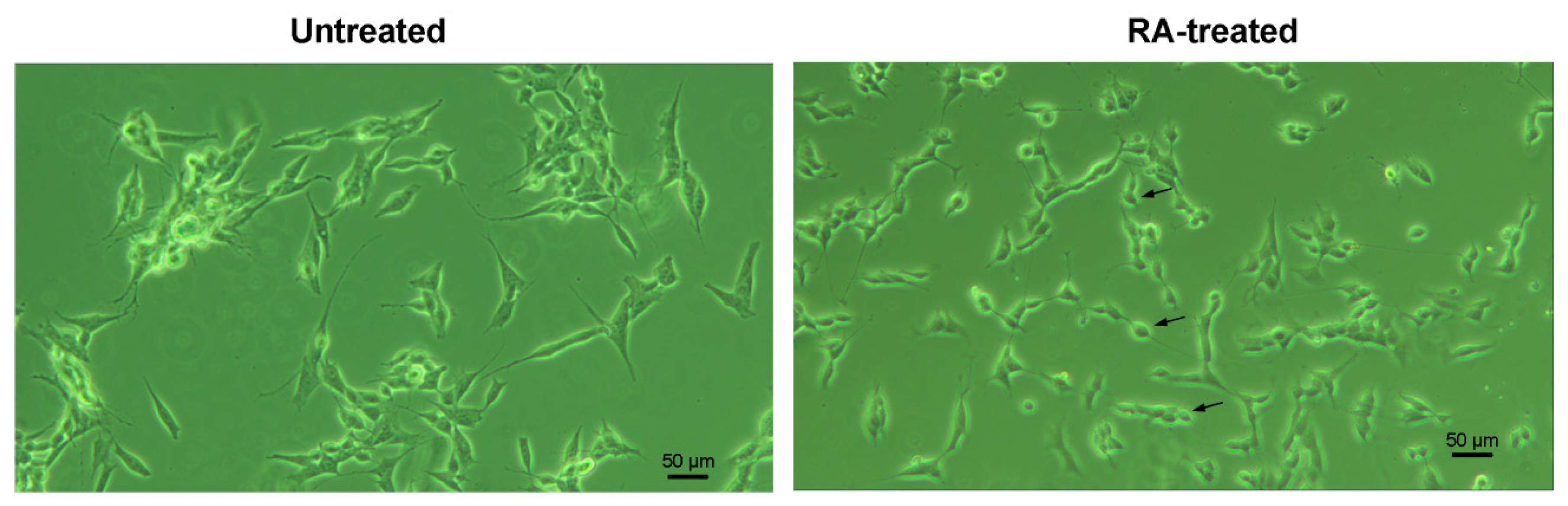Biology 11 00167 g002 Biology 11 00167 g002