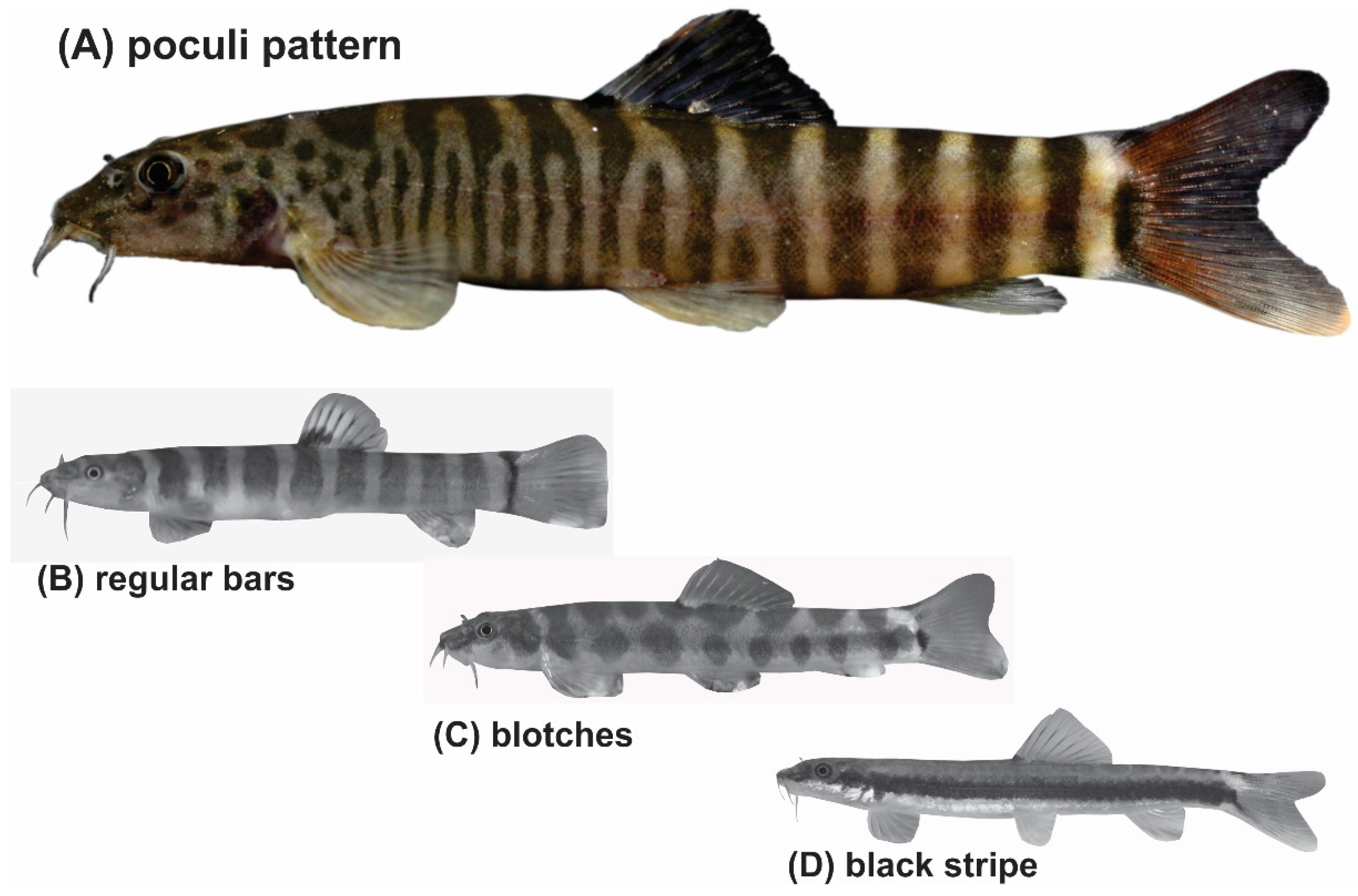 Biology 11 00175 g001 Biology 11 00175 g001