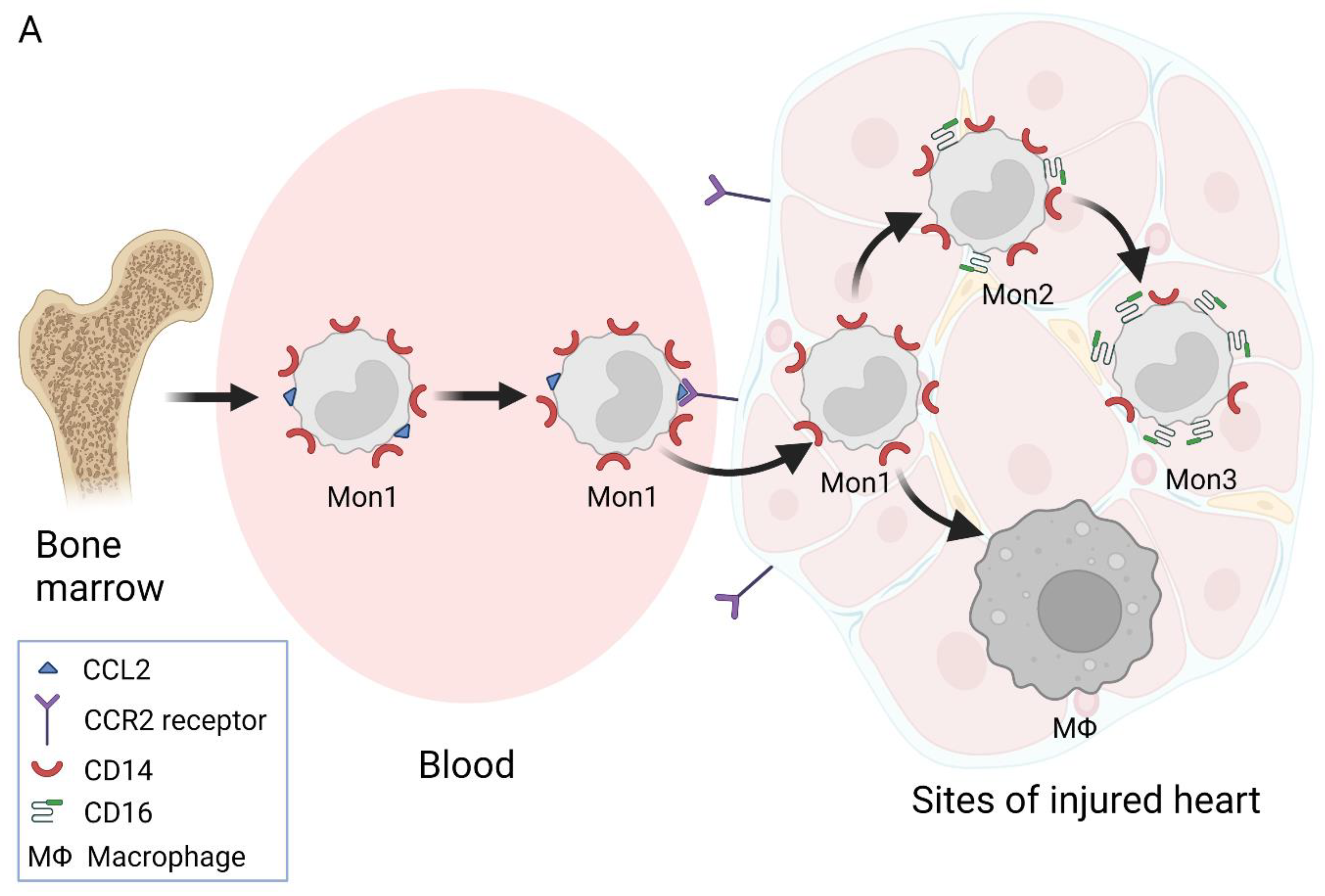 Biology 11 00195 g001a Biology 11 00195 g001a