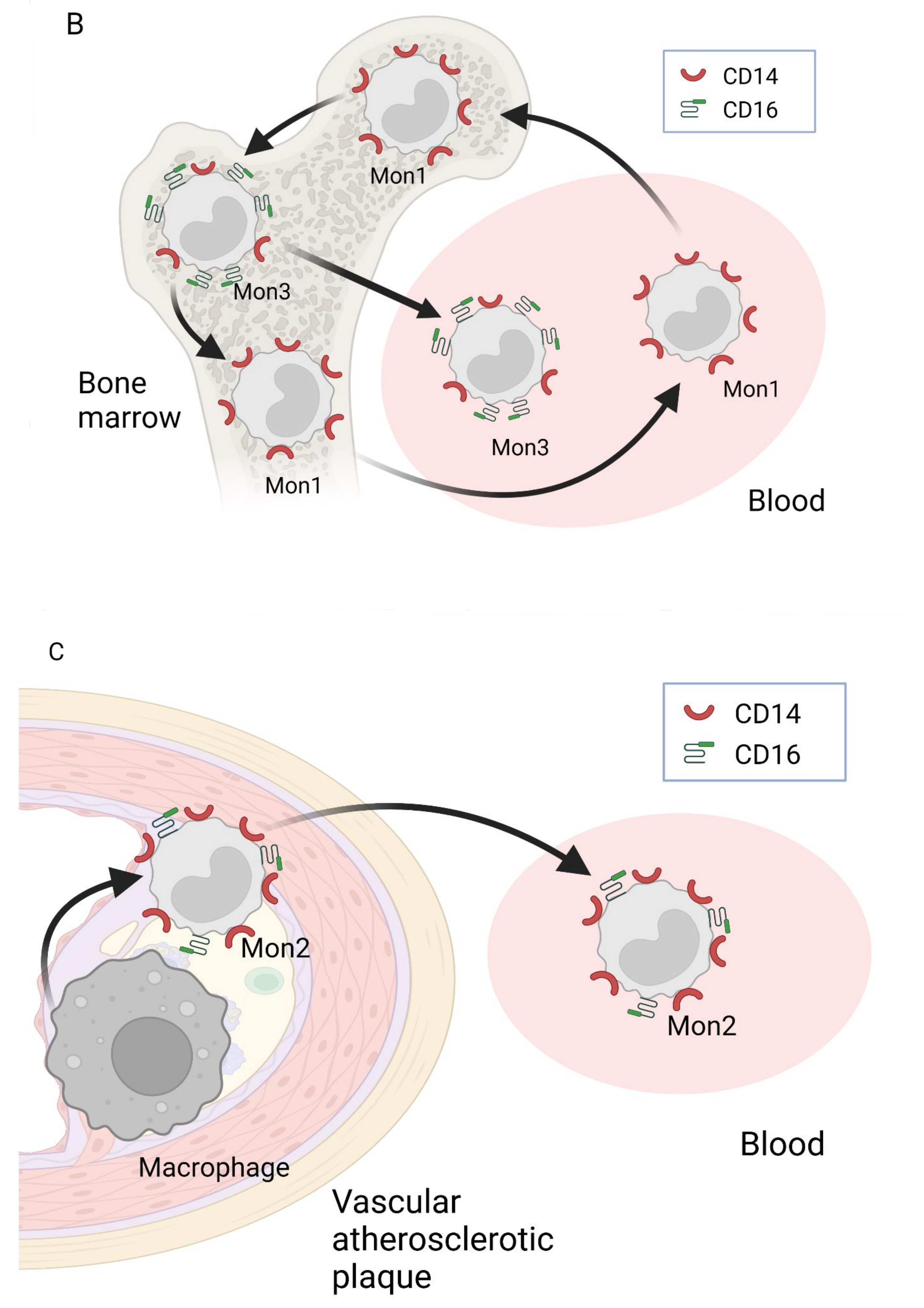 Biology 11 00195 g001b Biology 11 00195 g001b