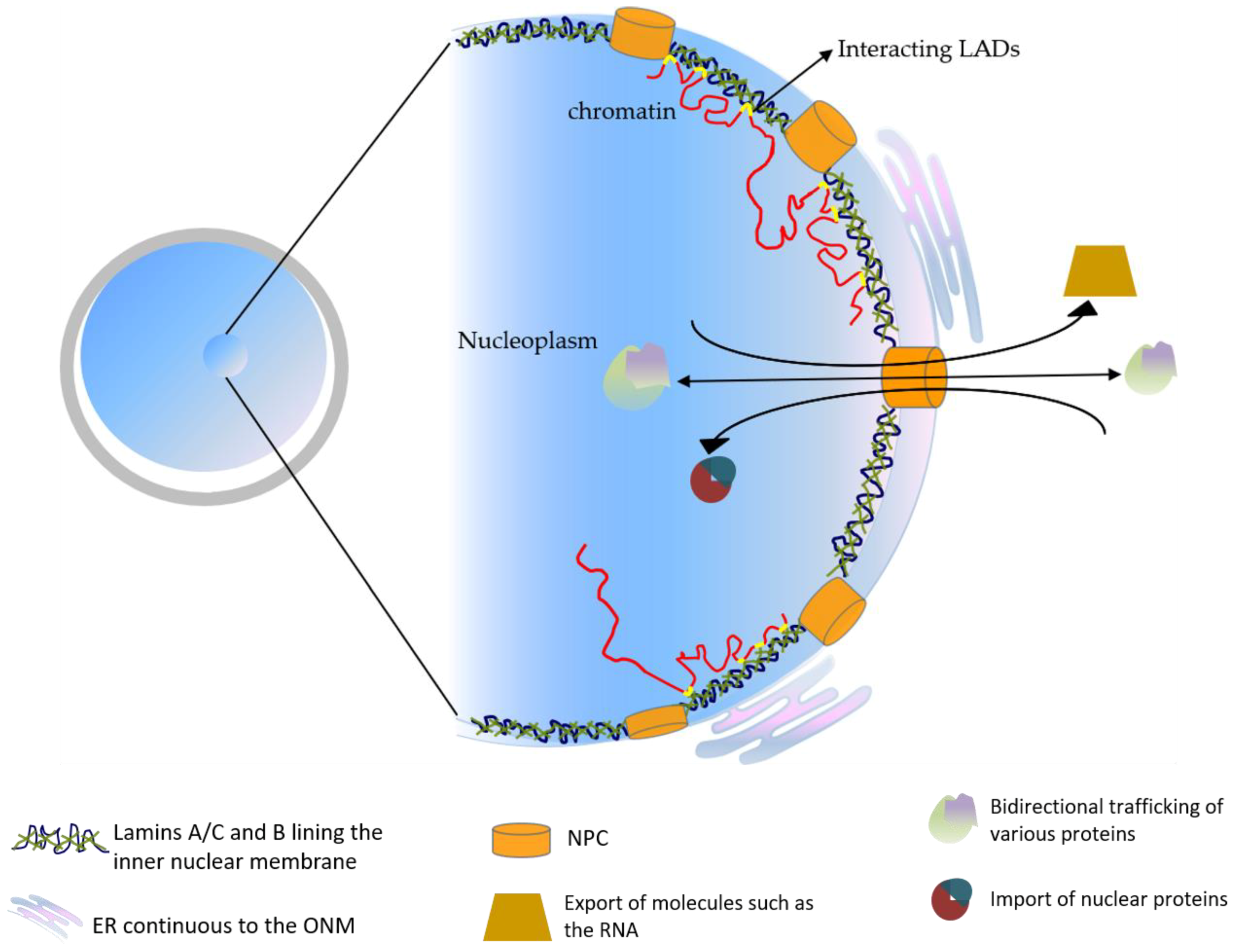 nuclear lamina progeria