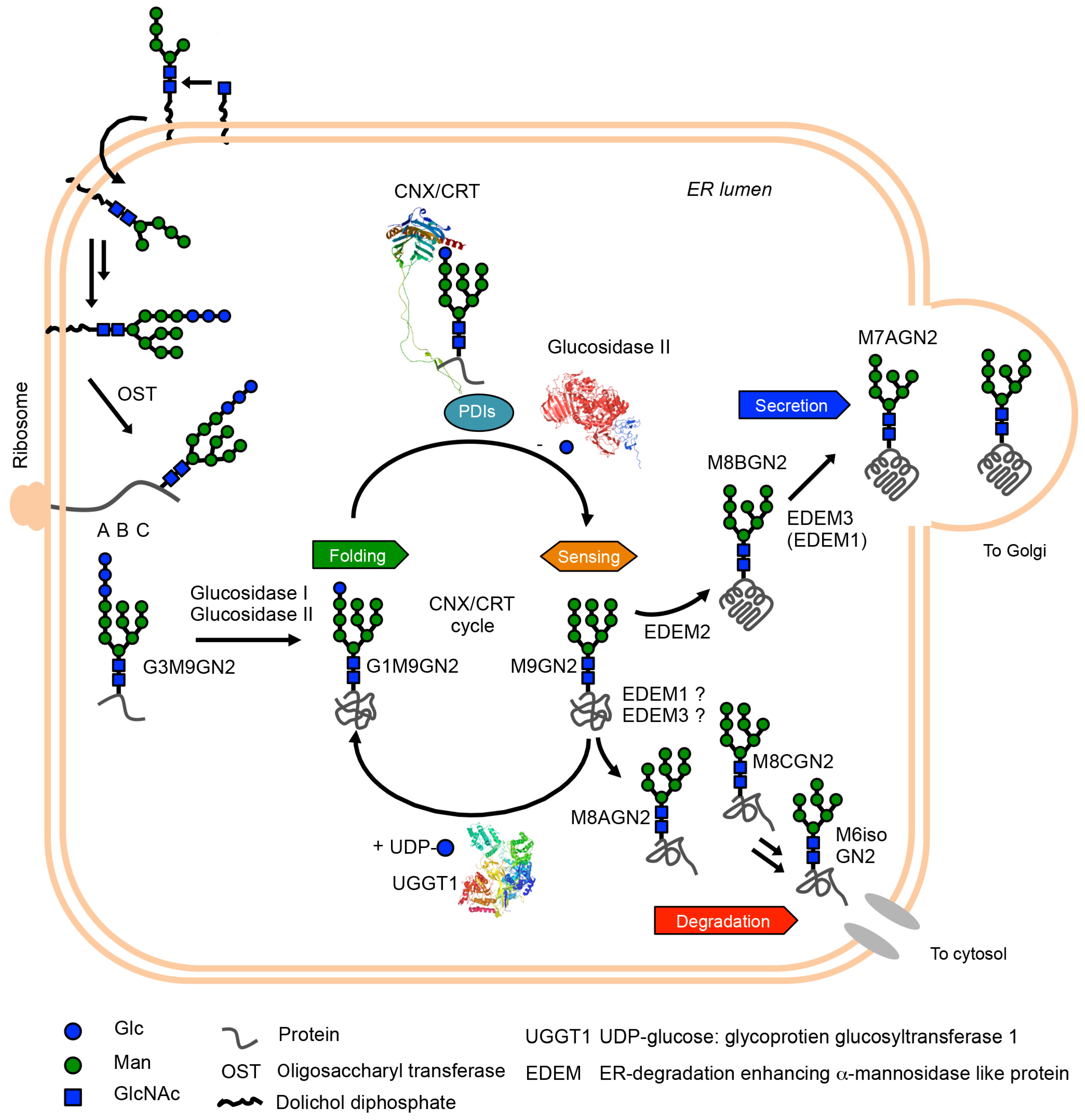 Biology 11 00199 g001