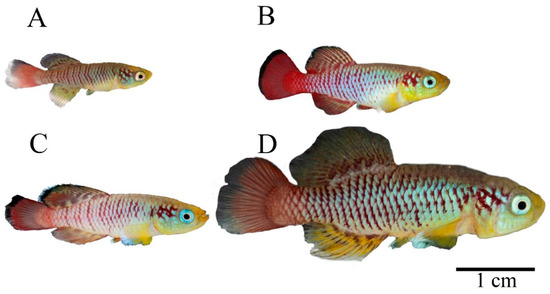 Live Minnows  R&J Feed Supply