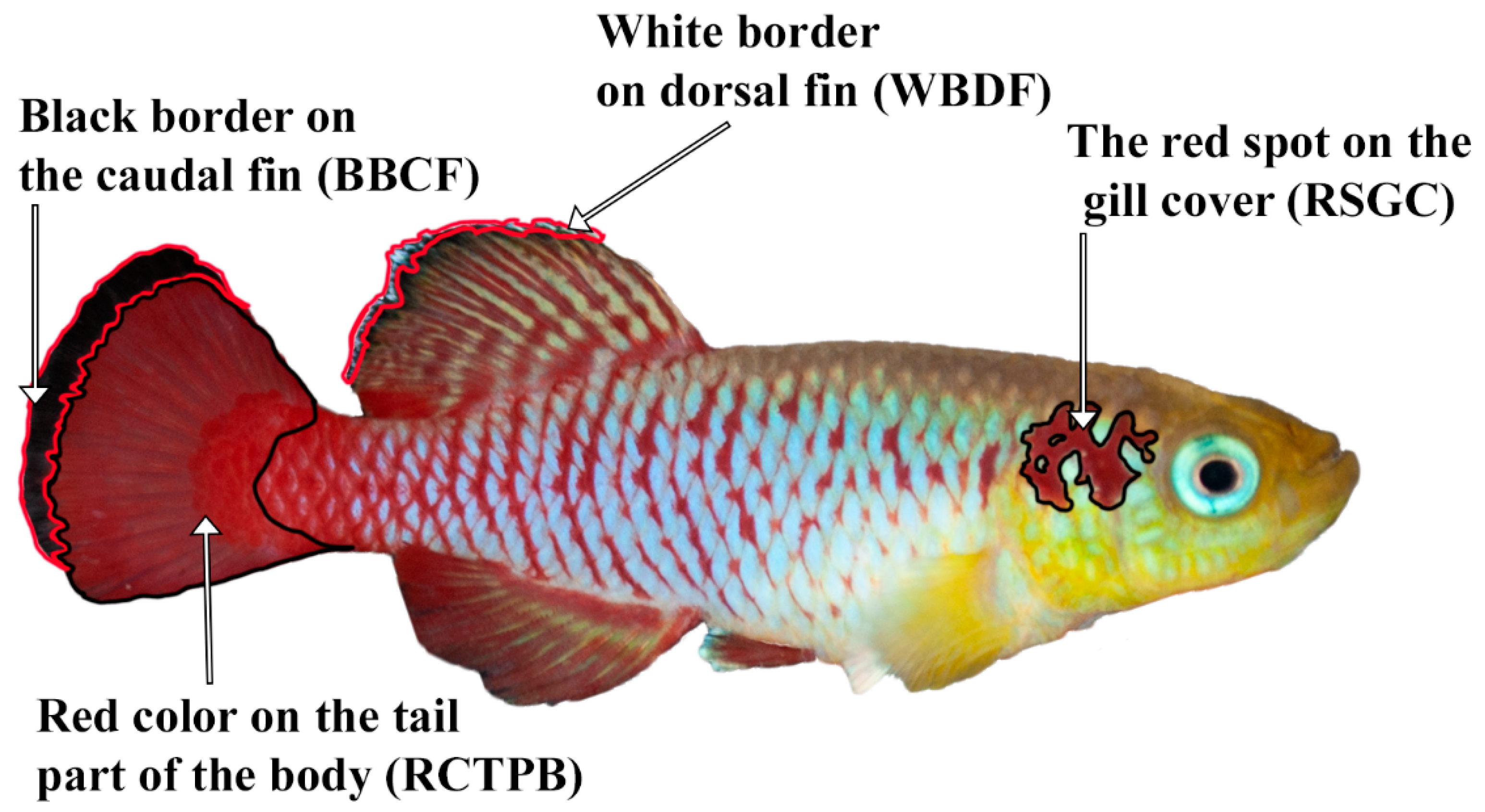 Biology 11 00205 g002 Biology 11 00205 g002