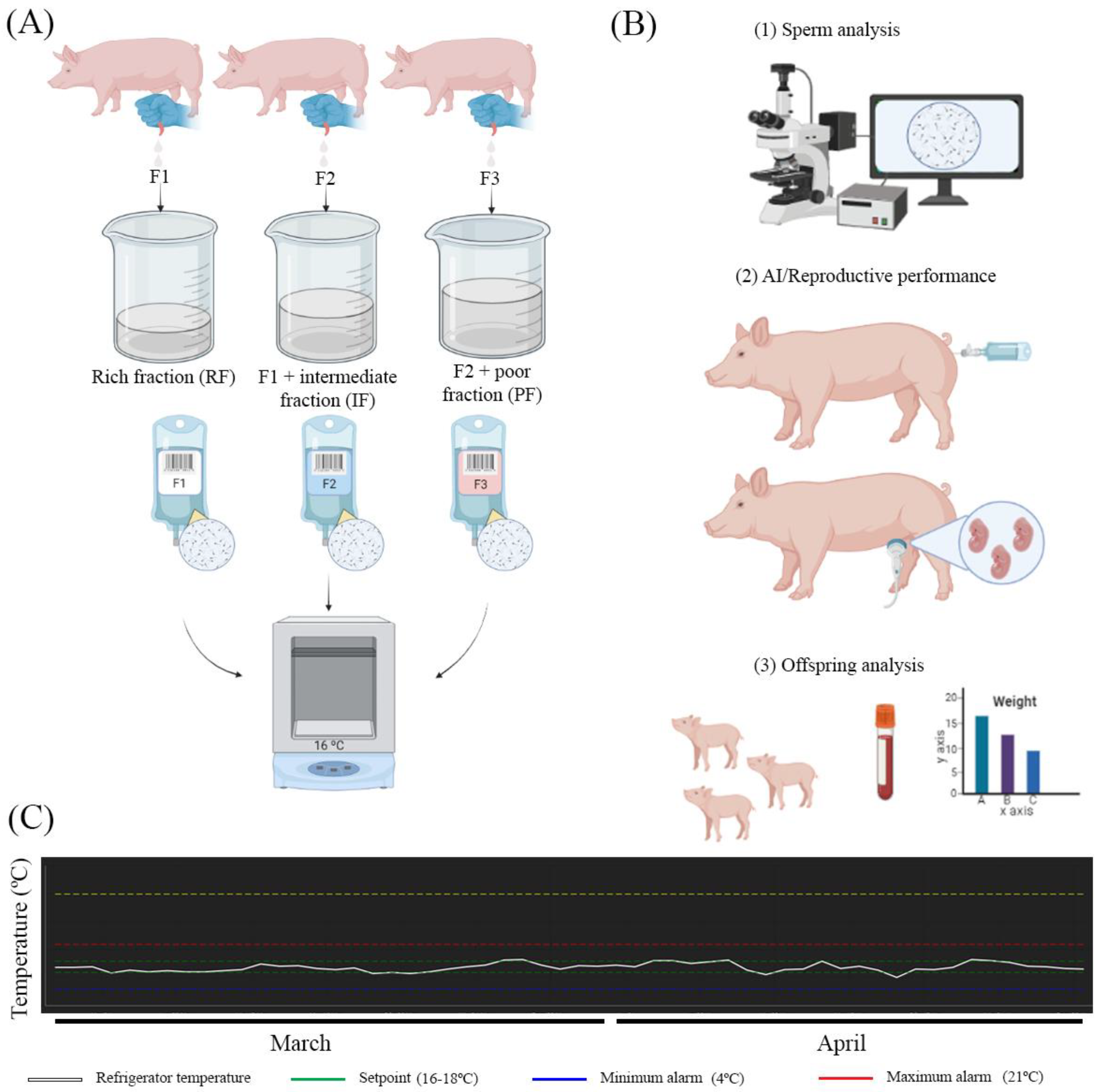 Biology | Free Full-Text | Should All Fractions of the Boar Ejaculate Be  Prepared for Insemination Rather Than Using the Sperm Rich Only?