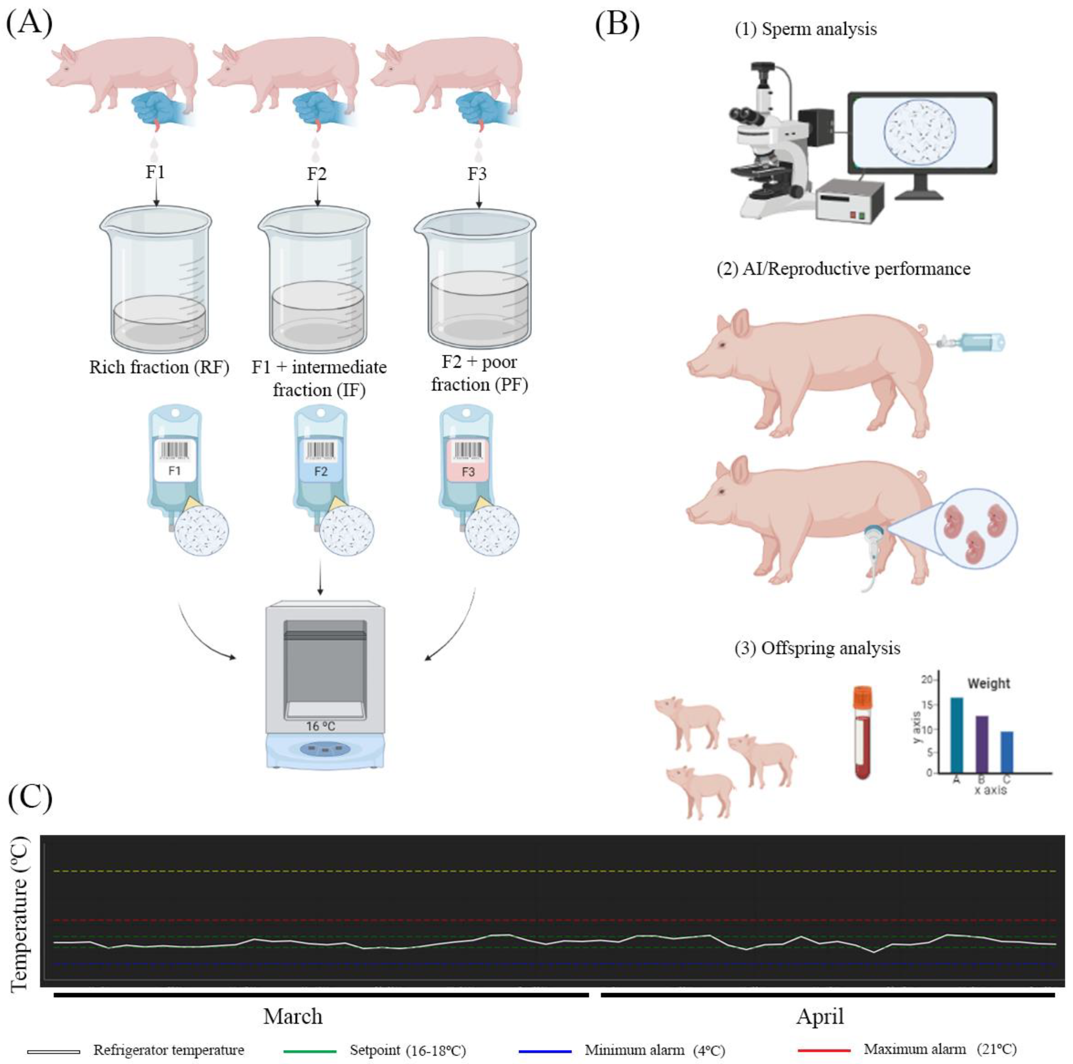Biology | Free Full-Text | Should All Fractions of the Boar Ejaculate Be Prepared for Insemination Rather Than Using the Sperm Rich Only? Biology | Free Full-Text | Should All Fractions of the Boar Ejaculate Be Prepared for Insemination Rather Than Using the Sperm Rich Only?