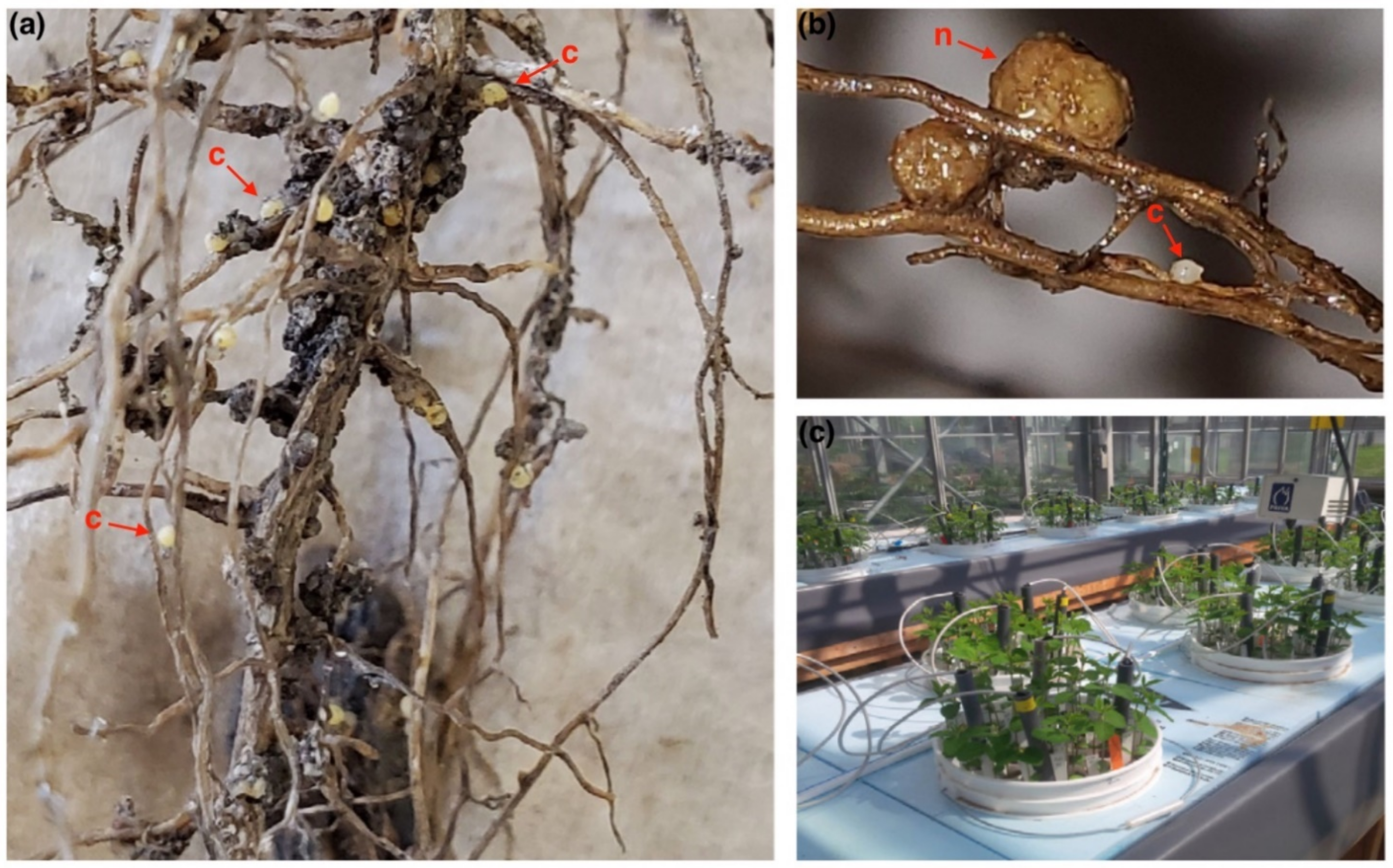 Biology 11 00211 g001