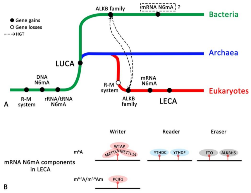 Biology 11 00214 g006