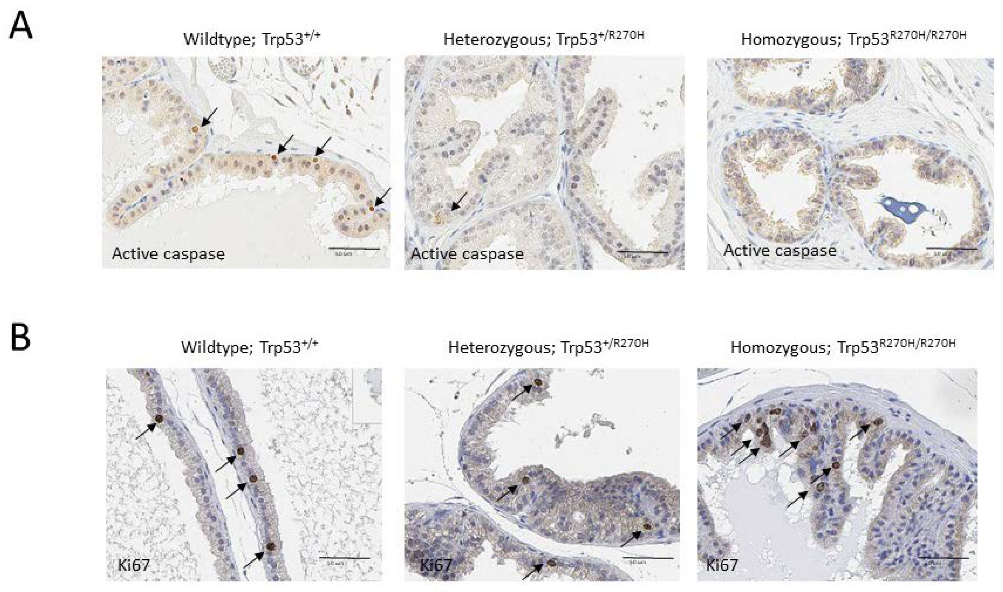 Biology 11 00218 g005 550