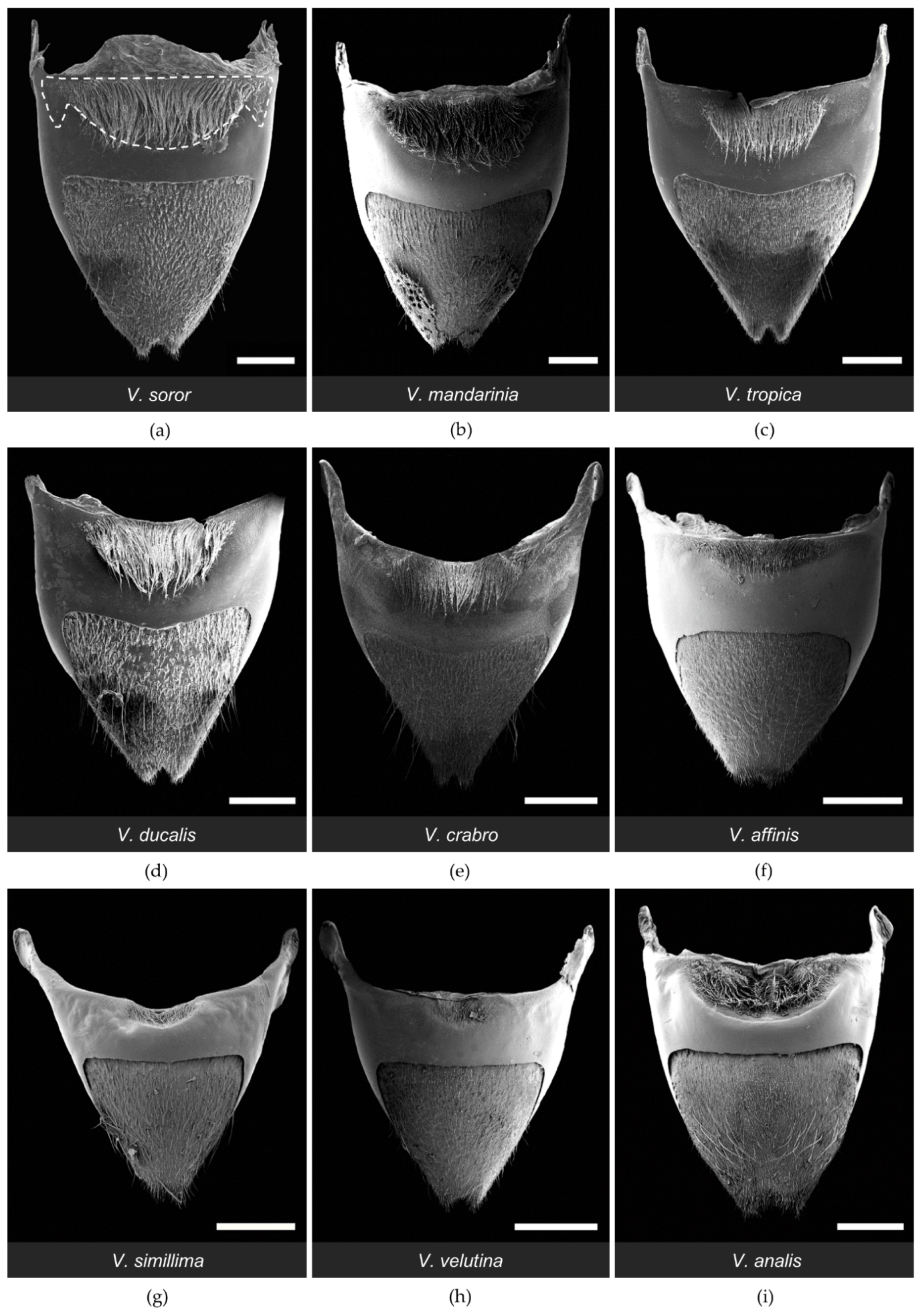 Biology 11 00245 g002 Biology 11 00245 g002