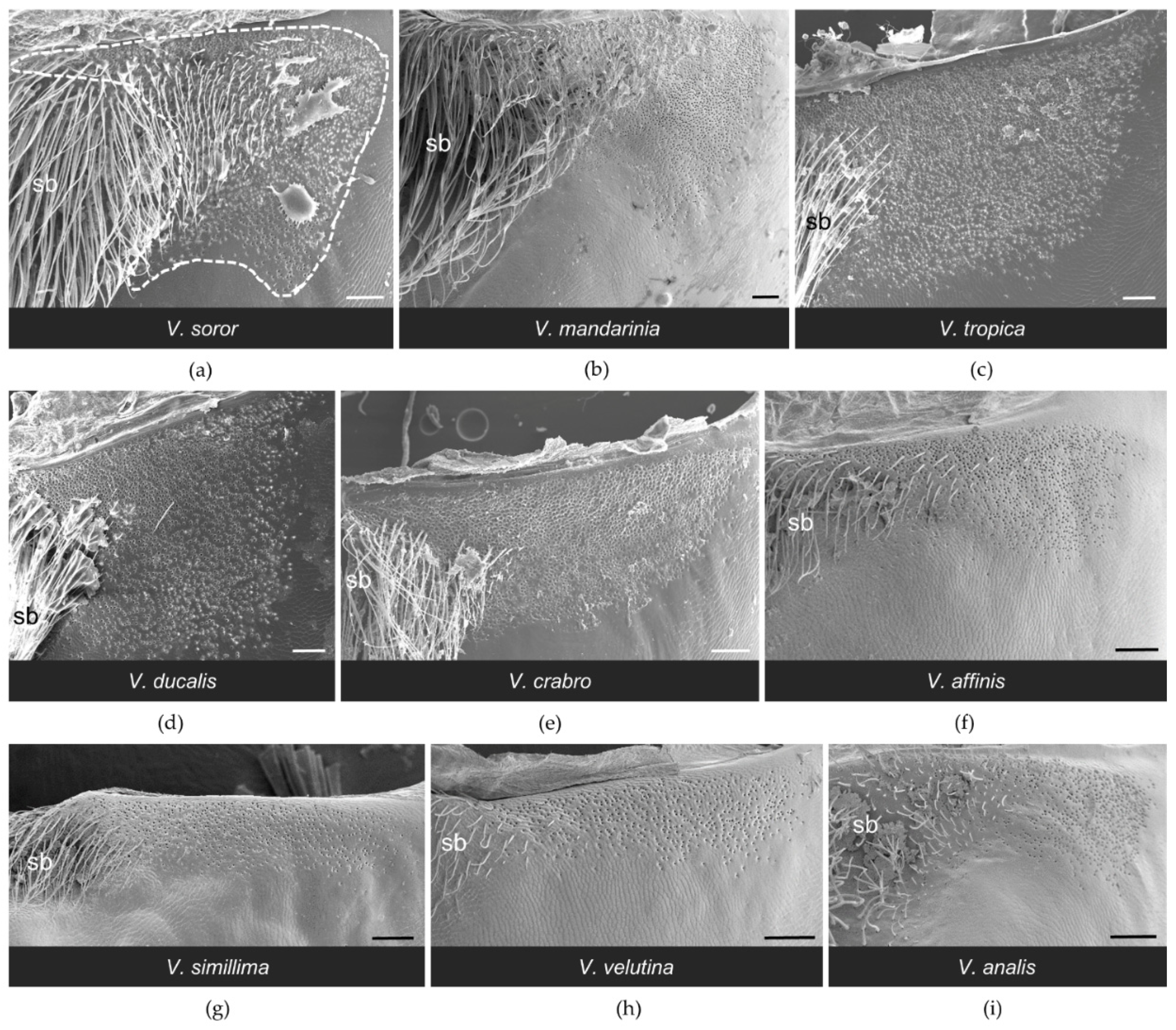 Biology 11 00245 g004 Biology 11 00245 g004