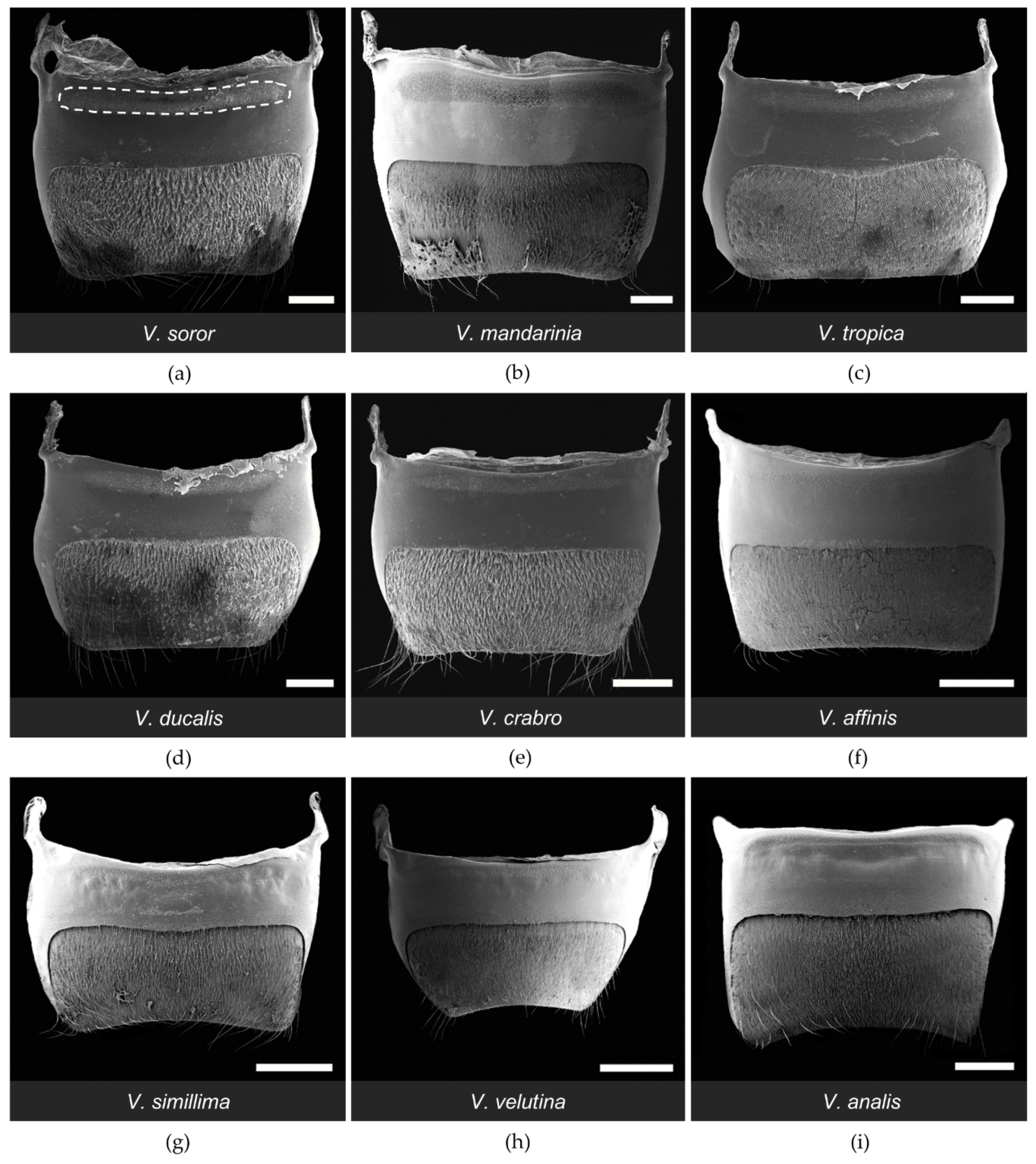 Biology 11 00245 g007 Biology 11 00245 g007