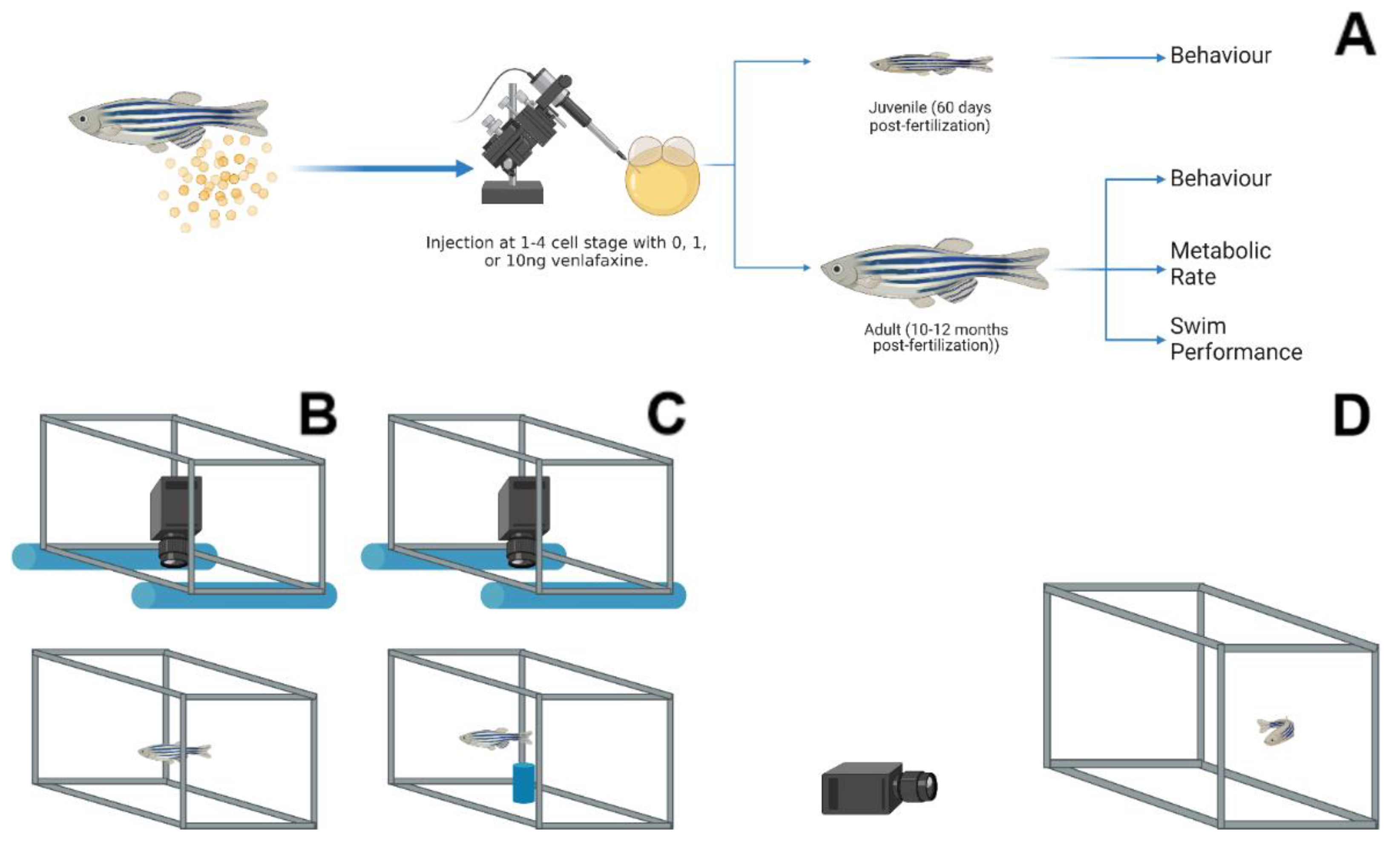 Biology 11 00250 g001