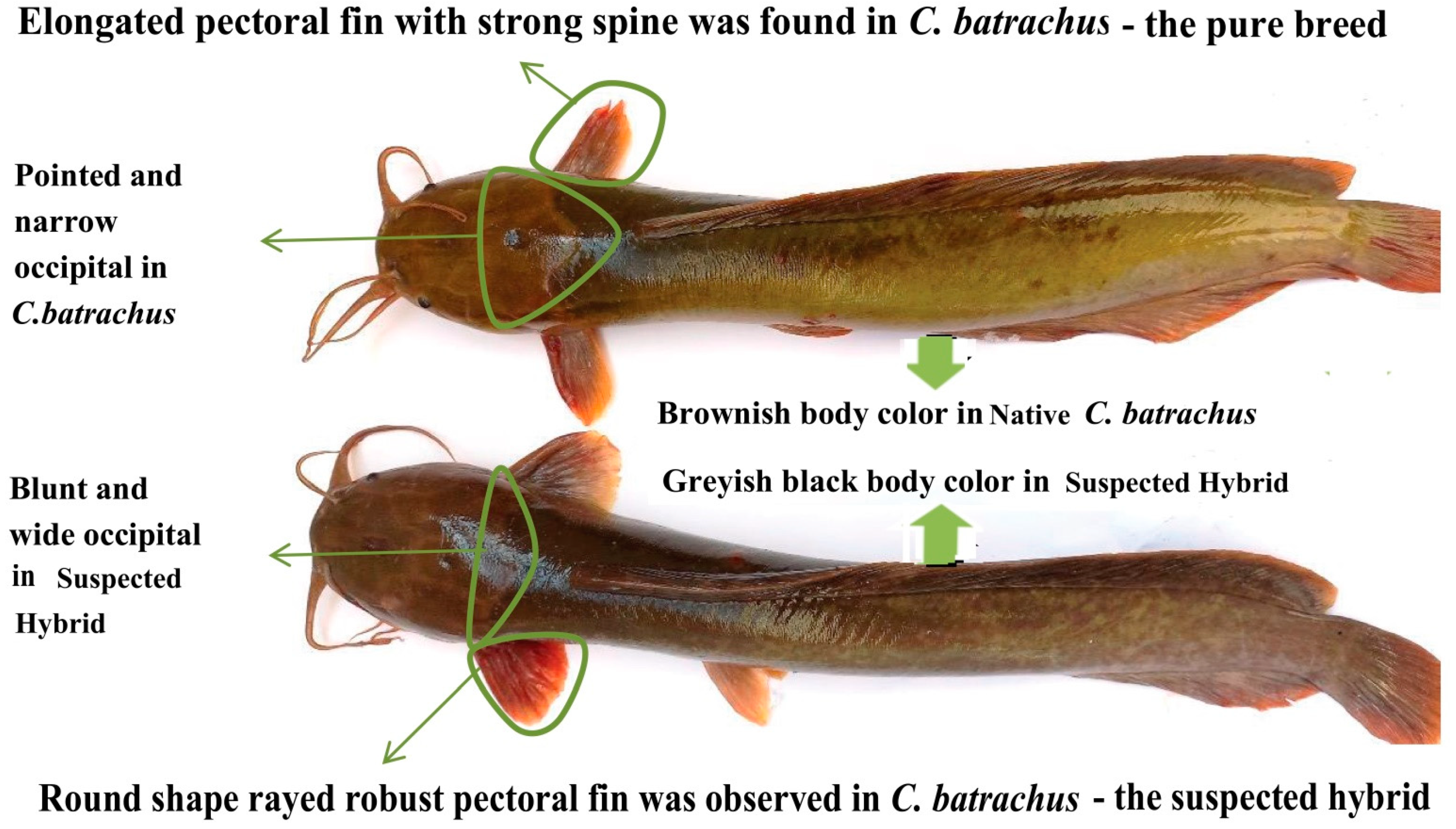 Biology 11 00252 g001