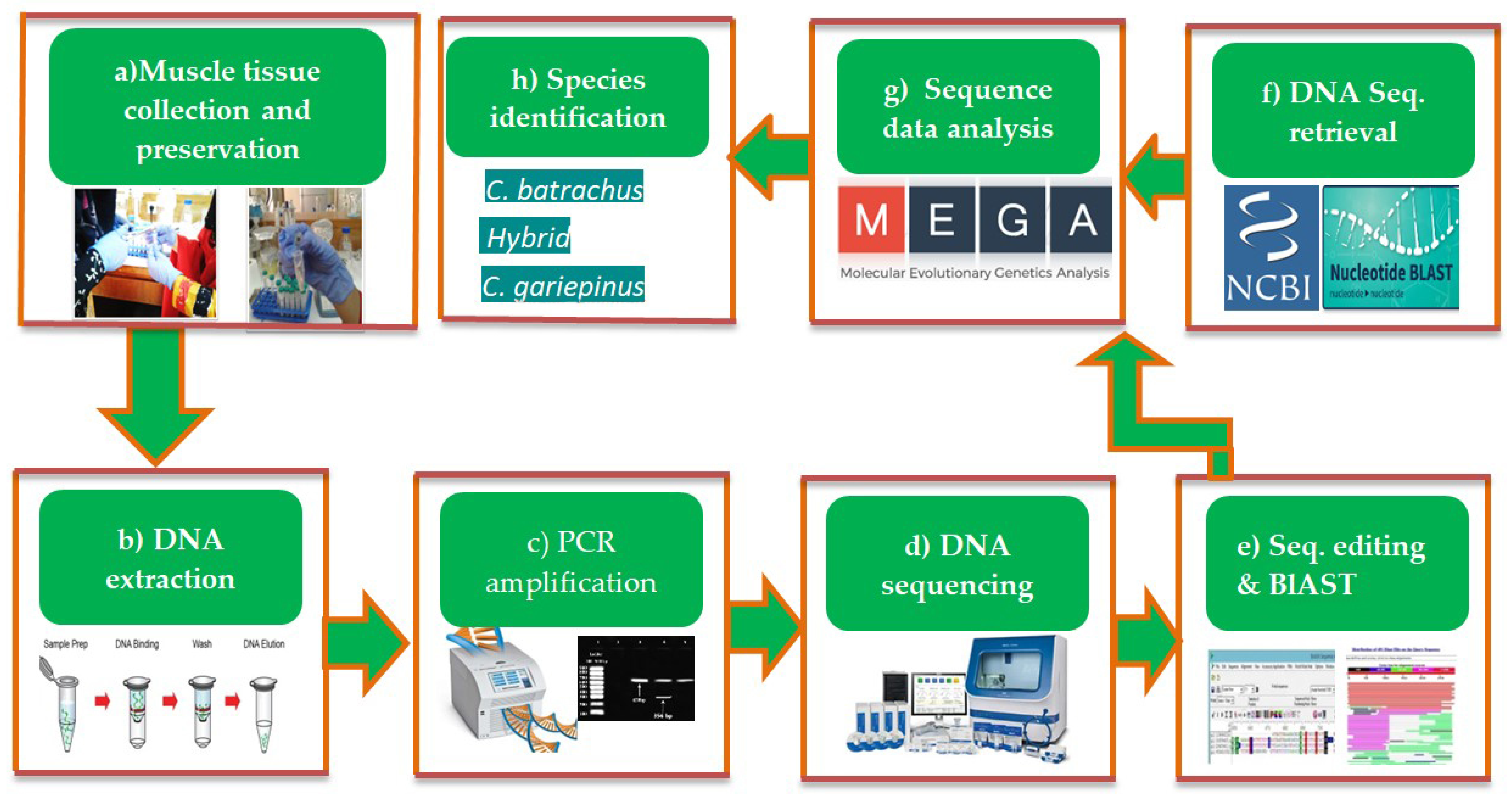 Biology 11 00252 g002