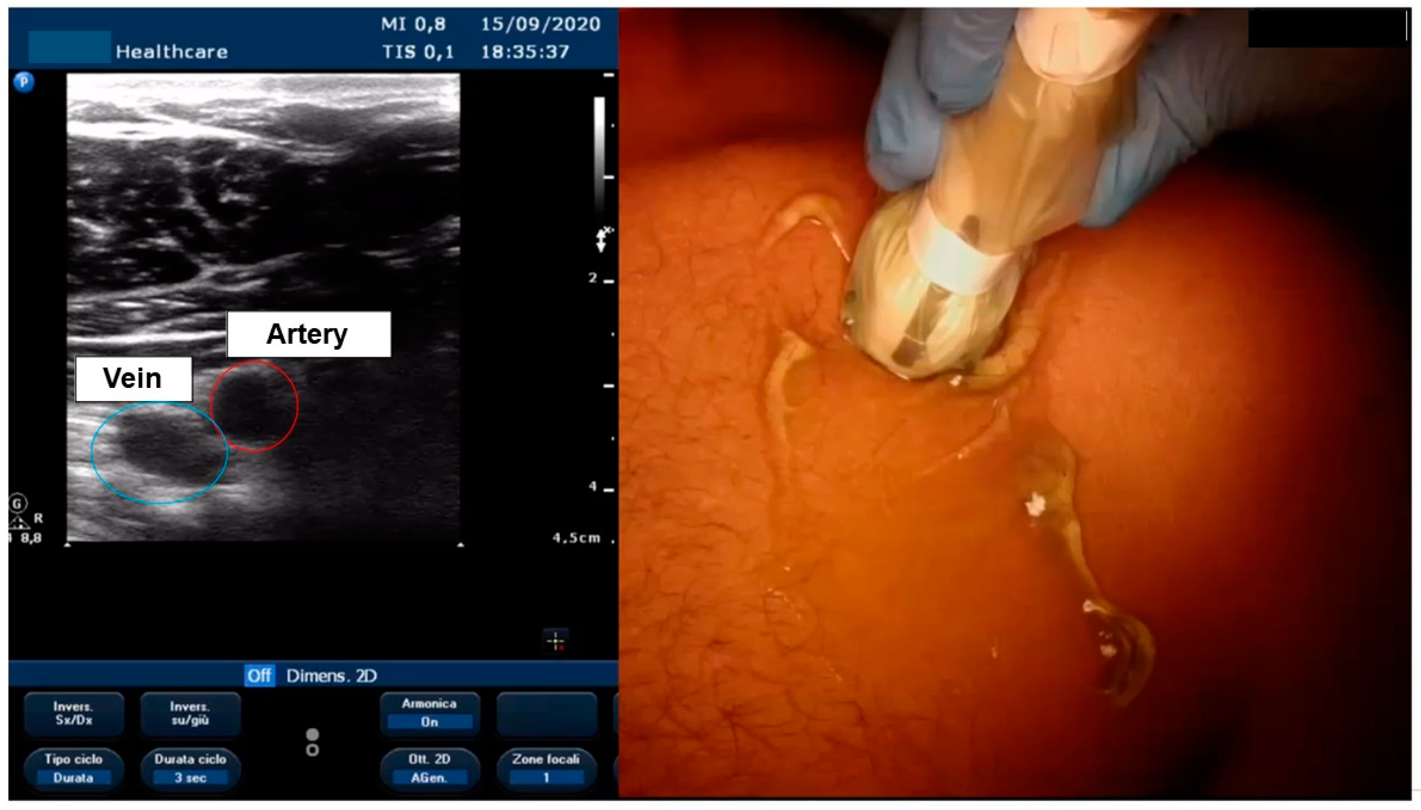 Biology 11 00265 g003 550