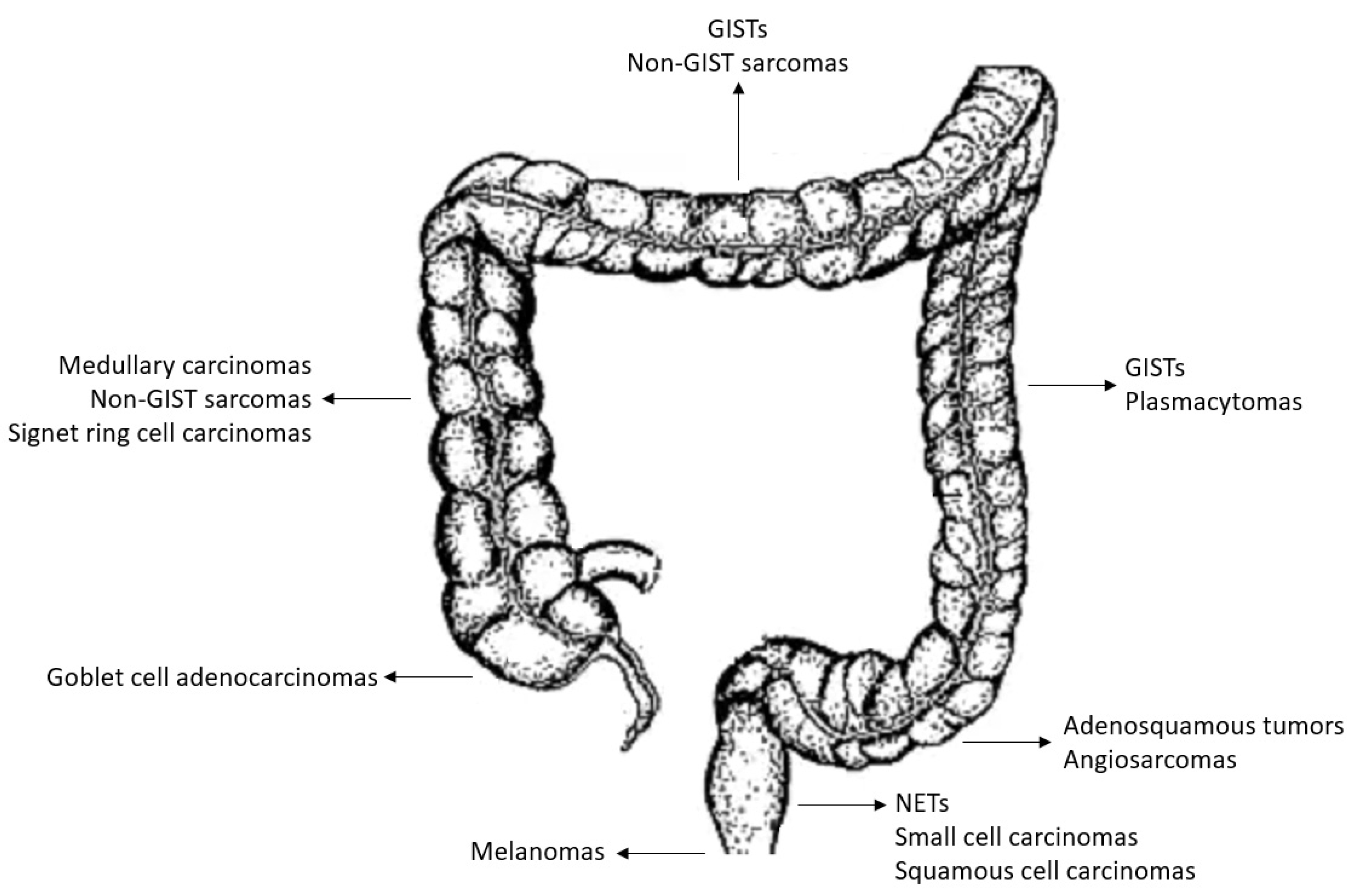 Biology 11 00267 g002 Biology 11 00267 g002