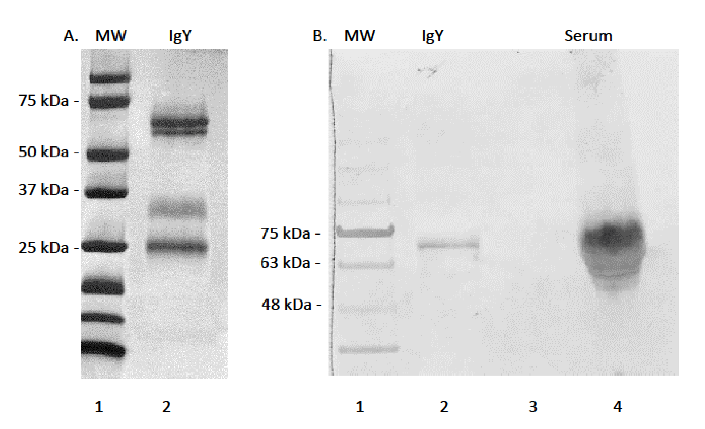 Biology 11 00269 g001