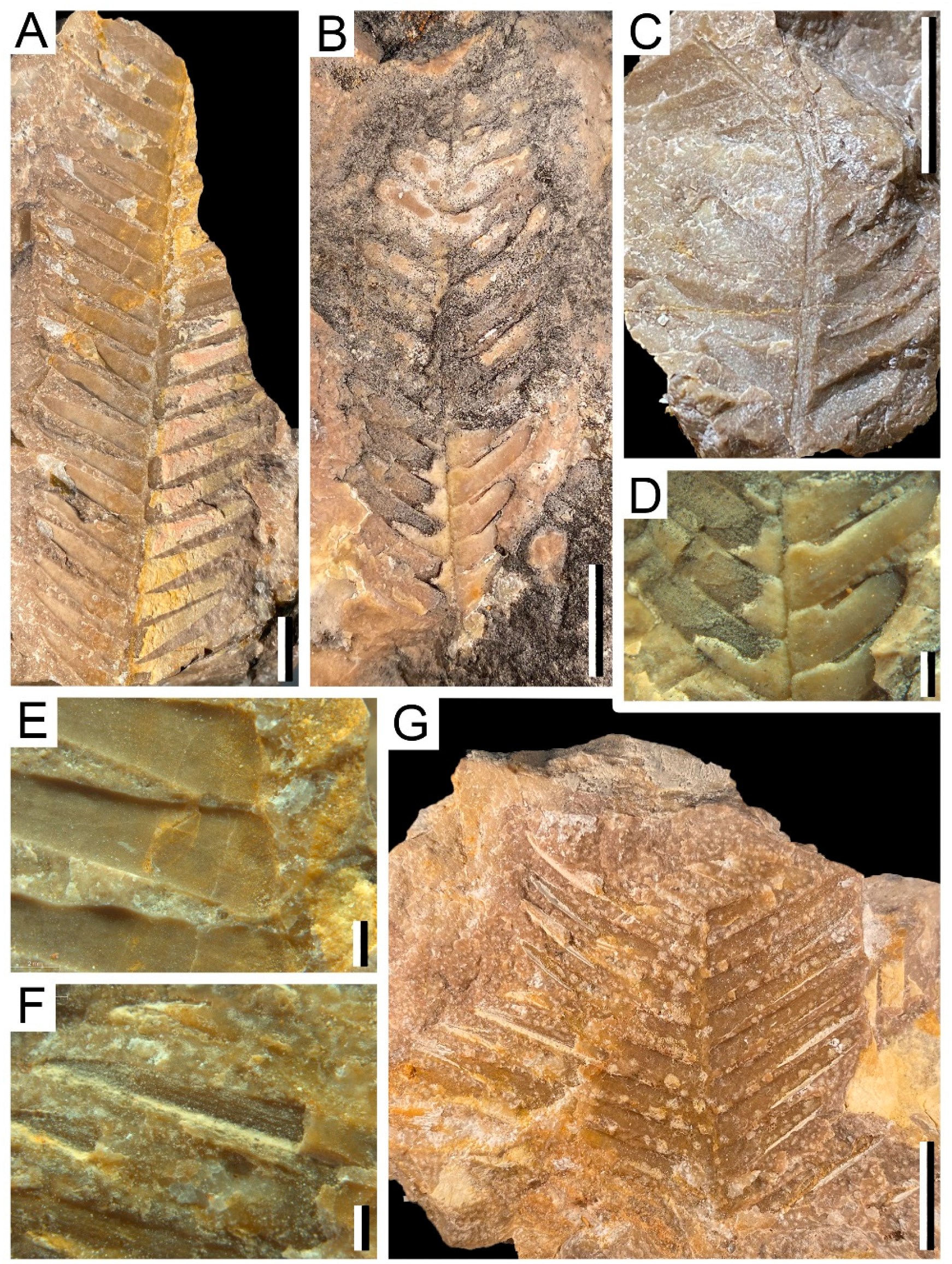 Biology 11 00273 g004