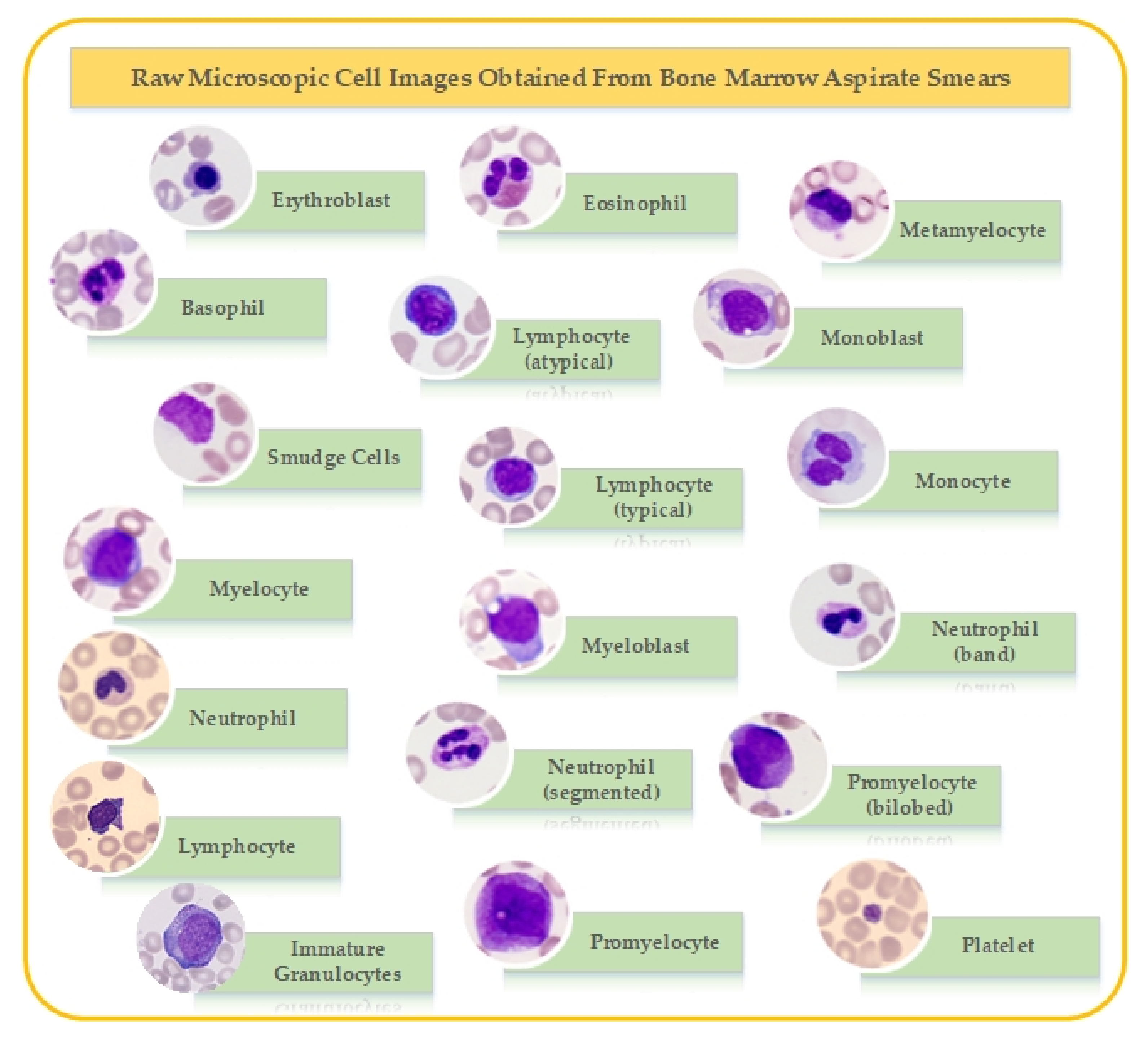 Biology | Free Full-Text | Synthesis of Microscopic Cell Images Obtained  from Bone Marrow Aspirate Smears through Generative Adversarial Networks