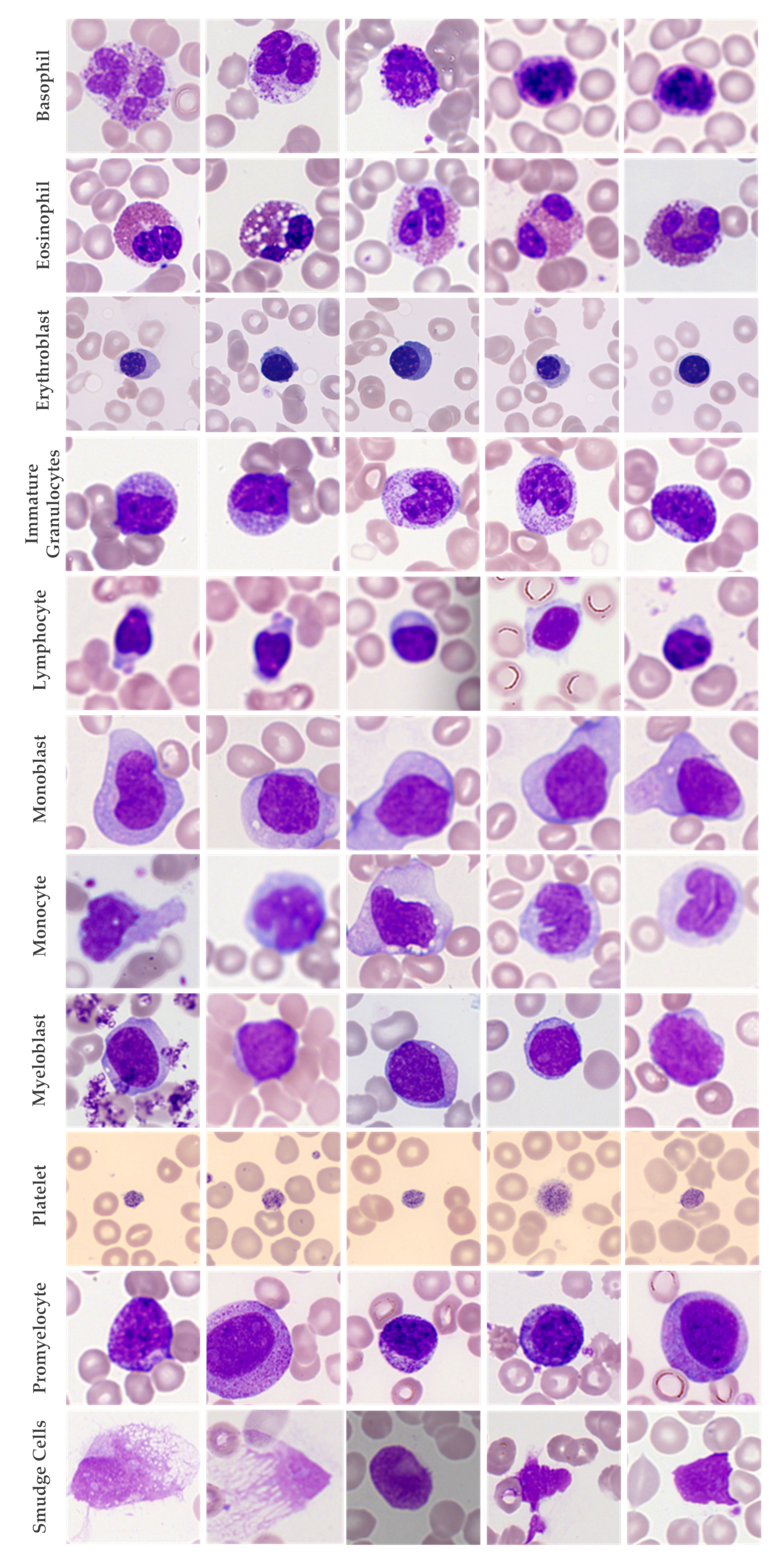 Biology 11 00276 g011