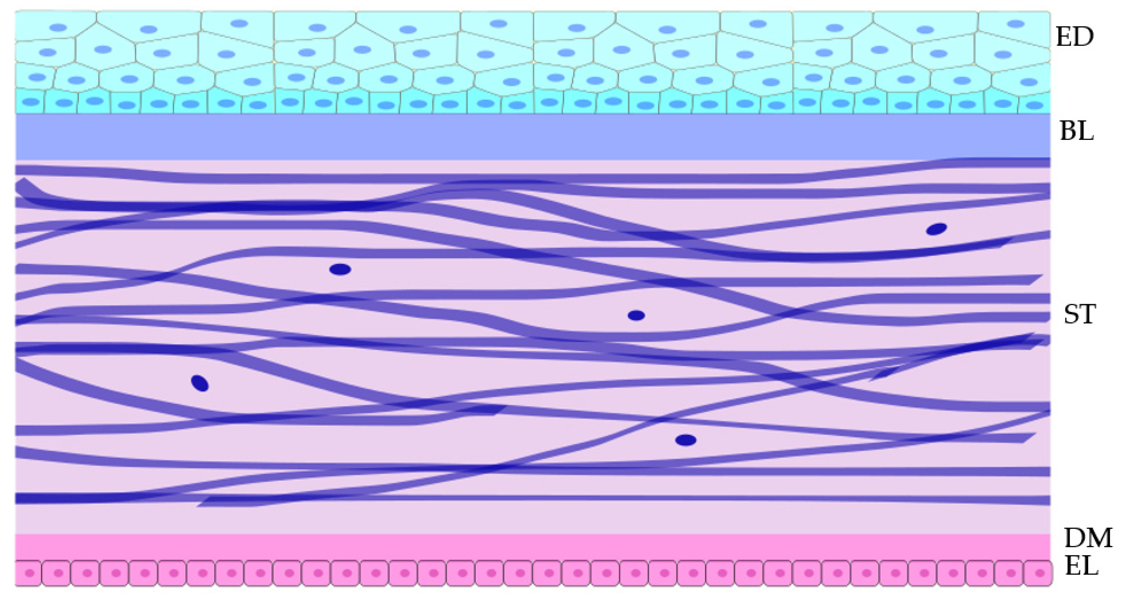 Biology 11 00278 g001