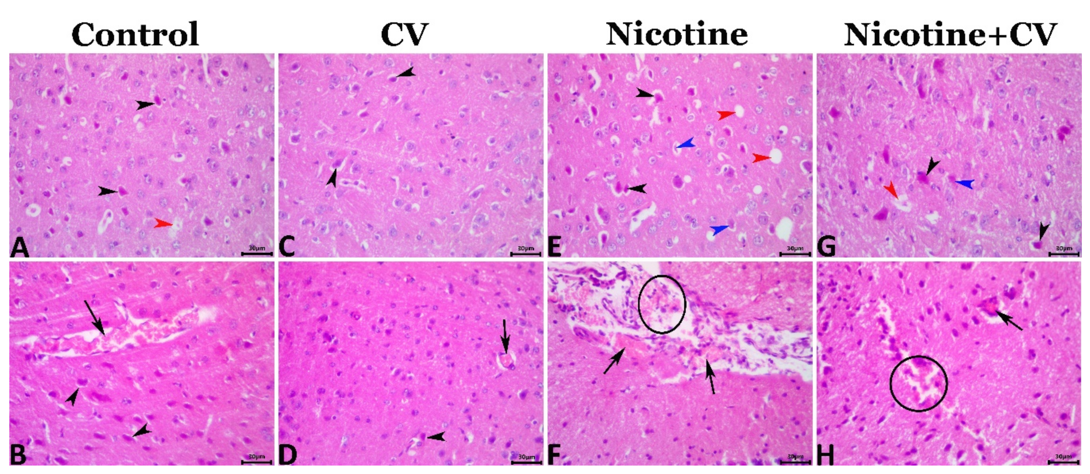 Biology 11 00279 g002
