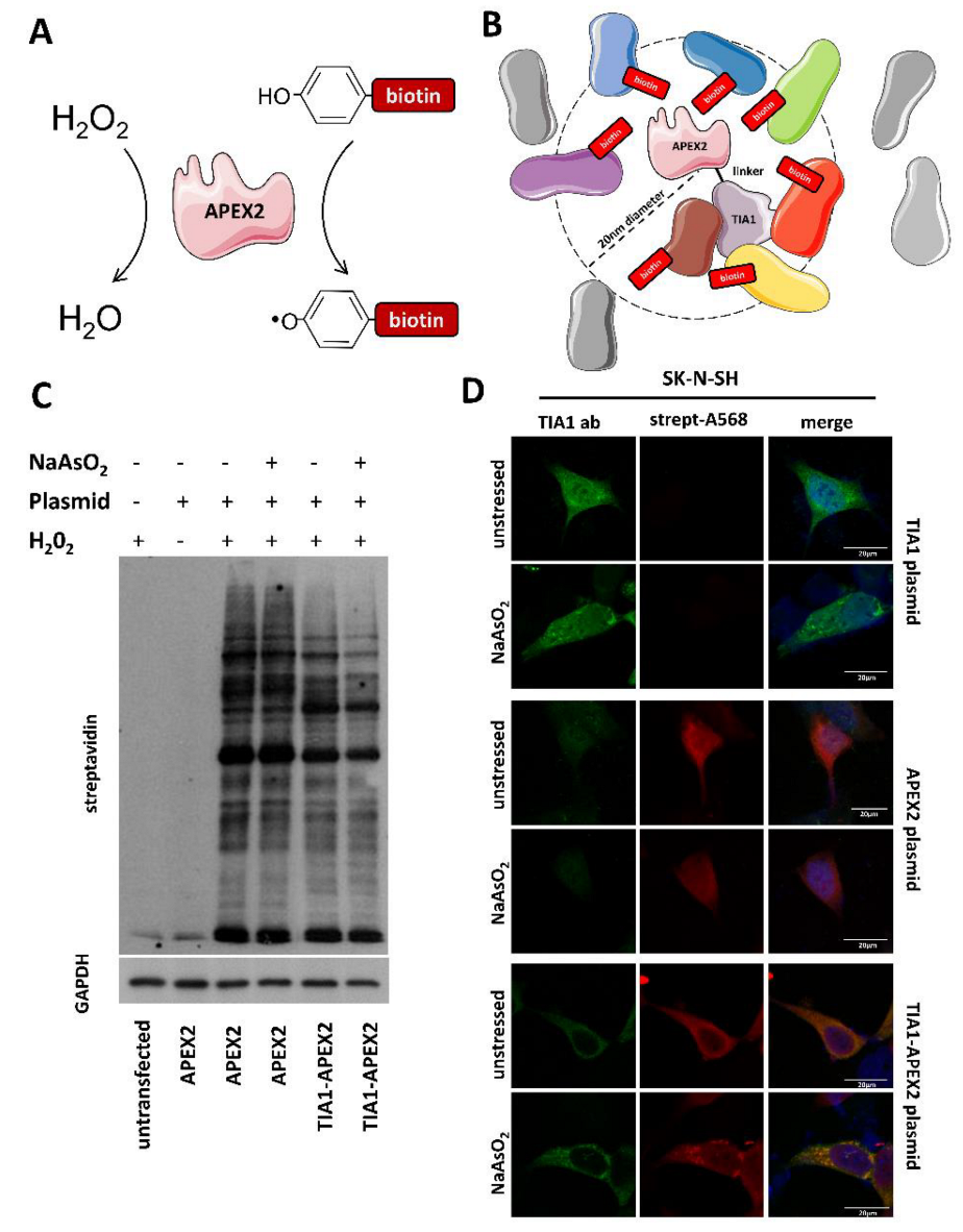 Biology 11 00287 g001 550